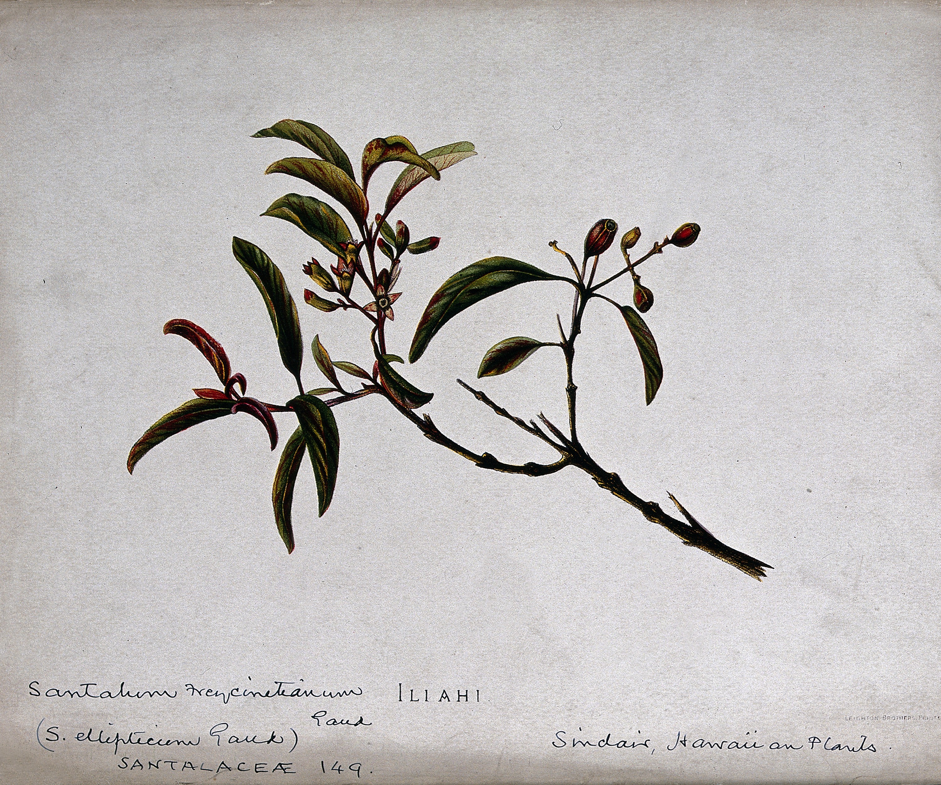 Indian sandalwood stem identification view