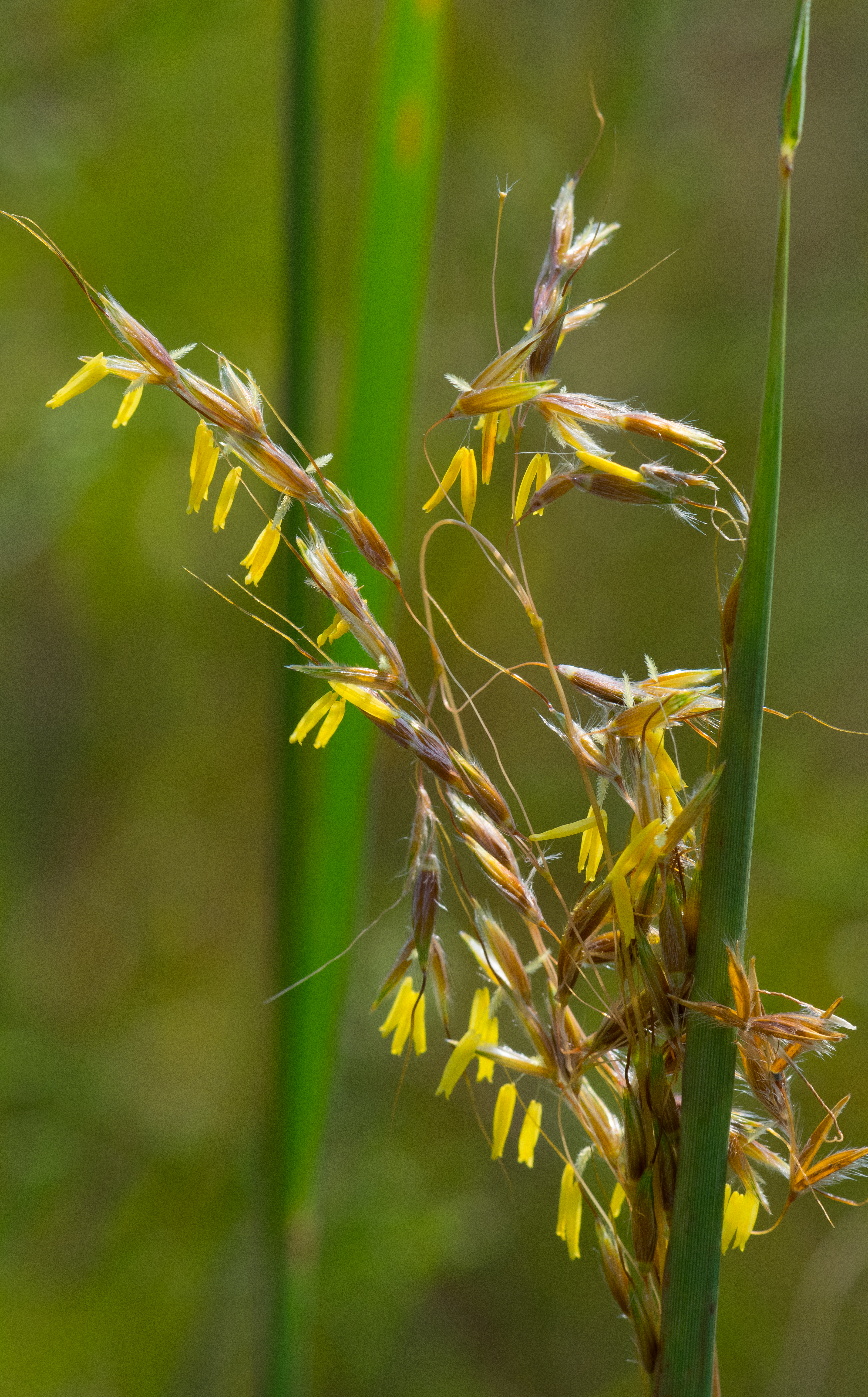 Indiangrass flower identification view