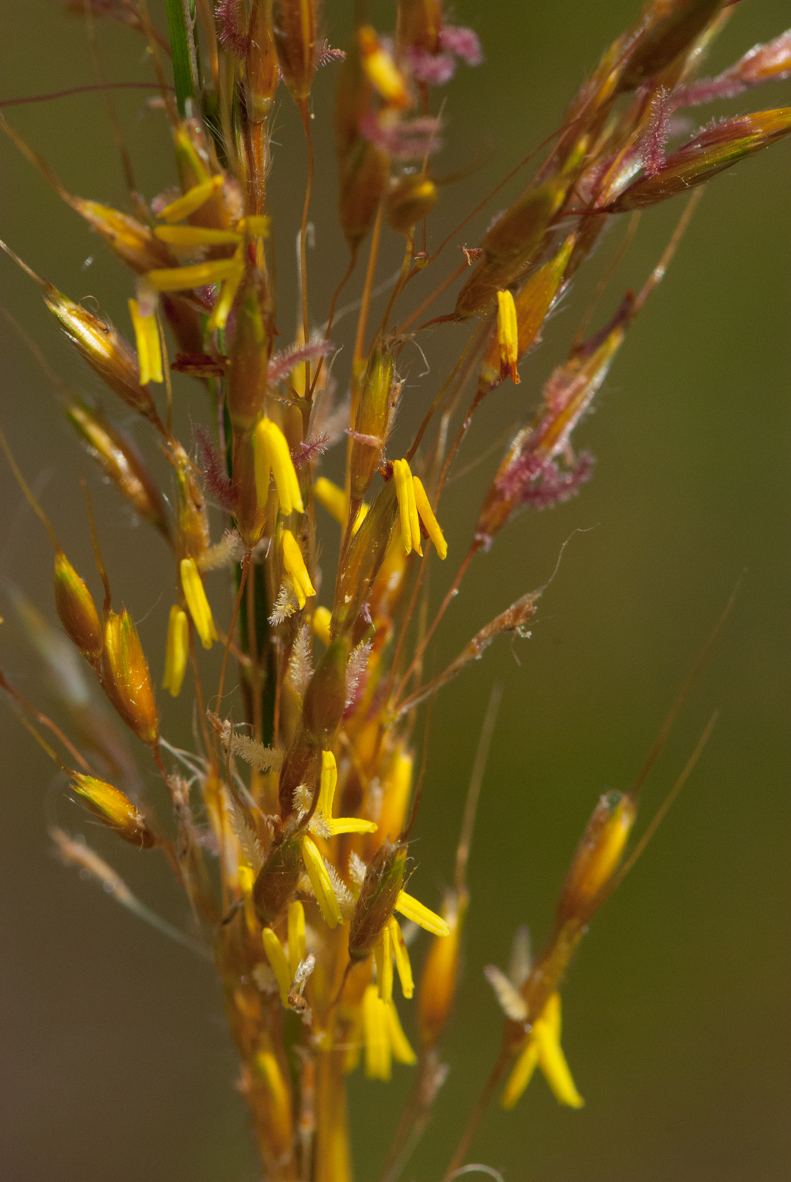 Indiangrass fruit identification view