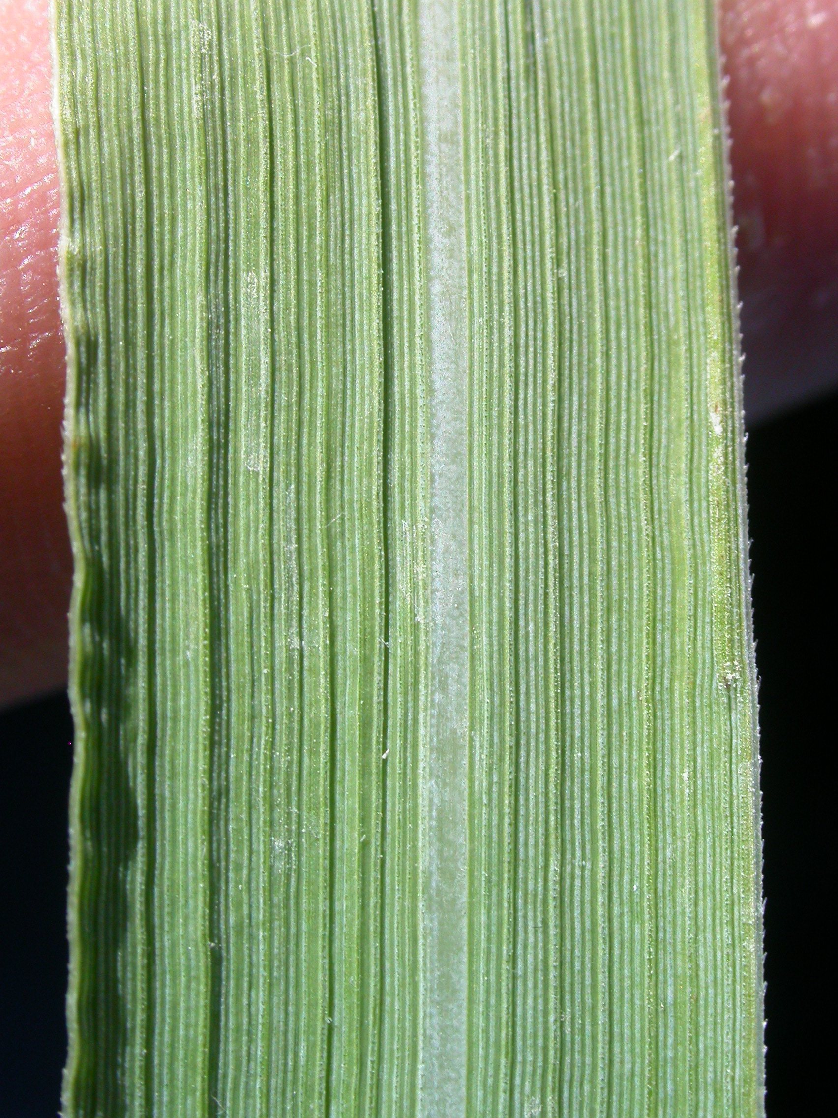 Indiangrass leaf identification view