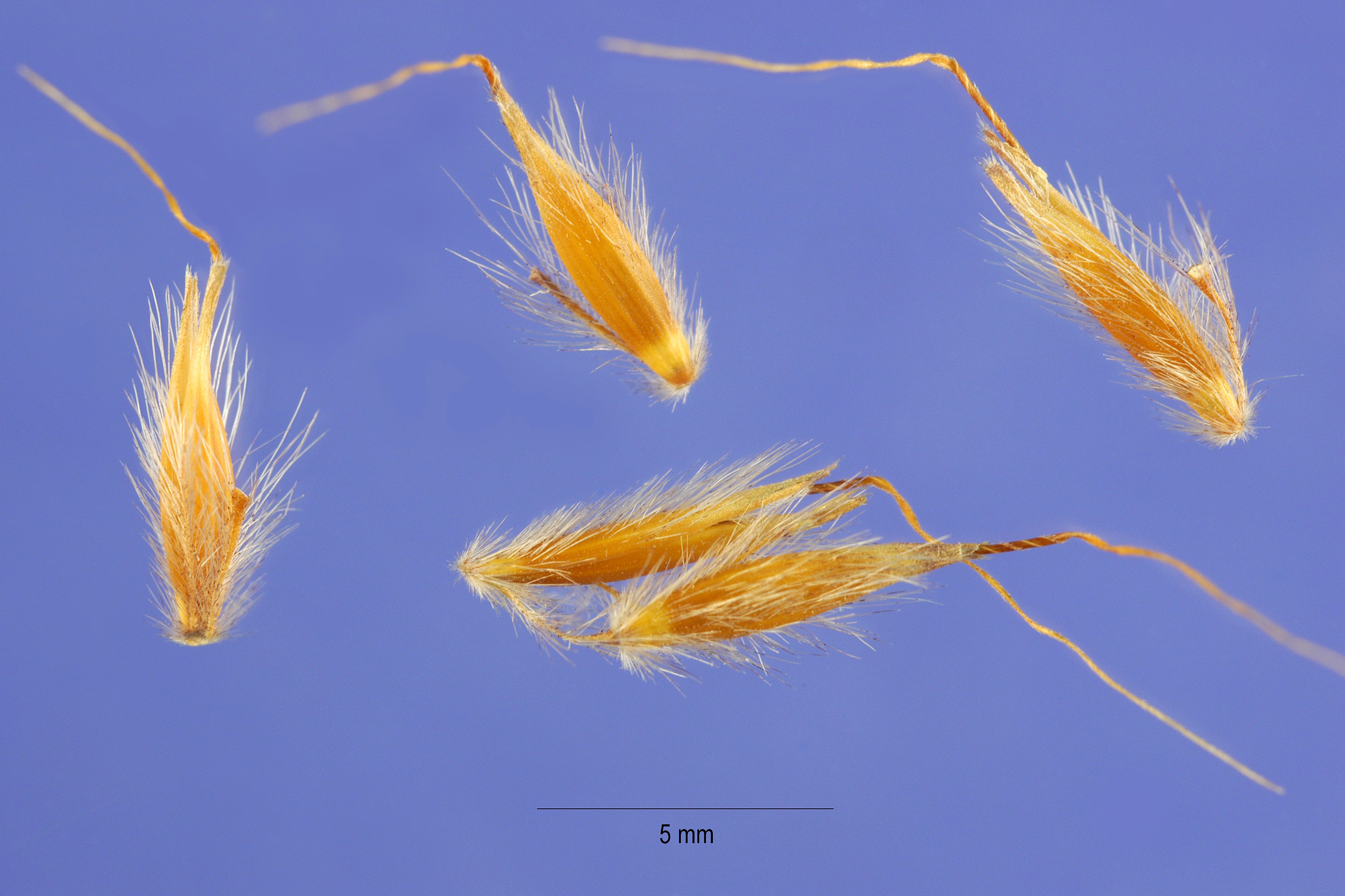 Indiangrass plant identification view