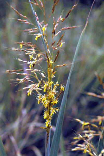 Indiangrass stem identification view
