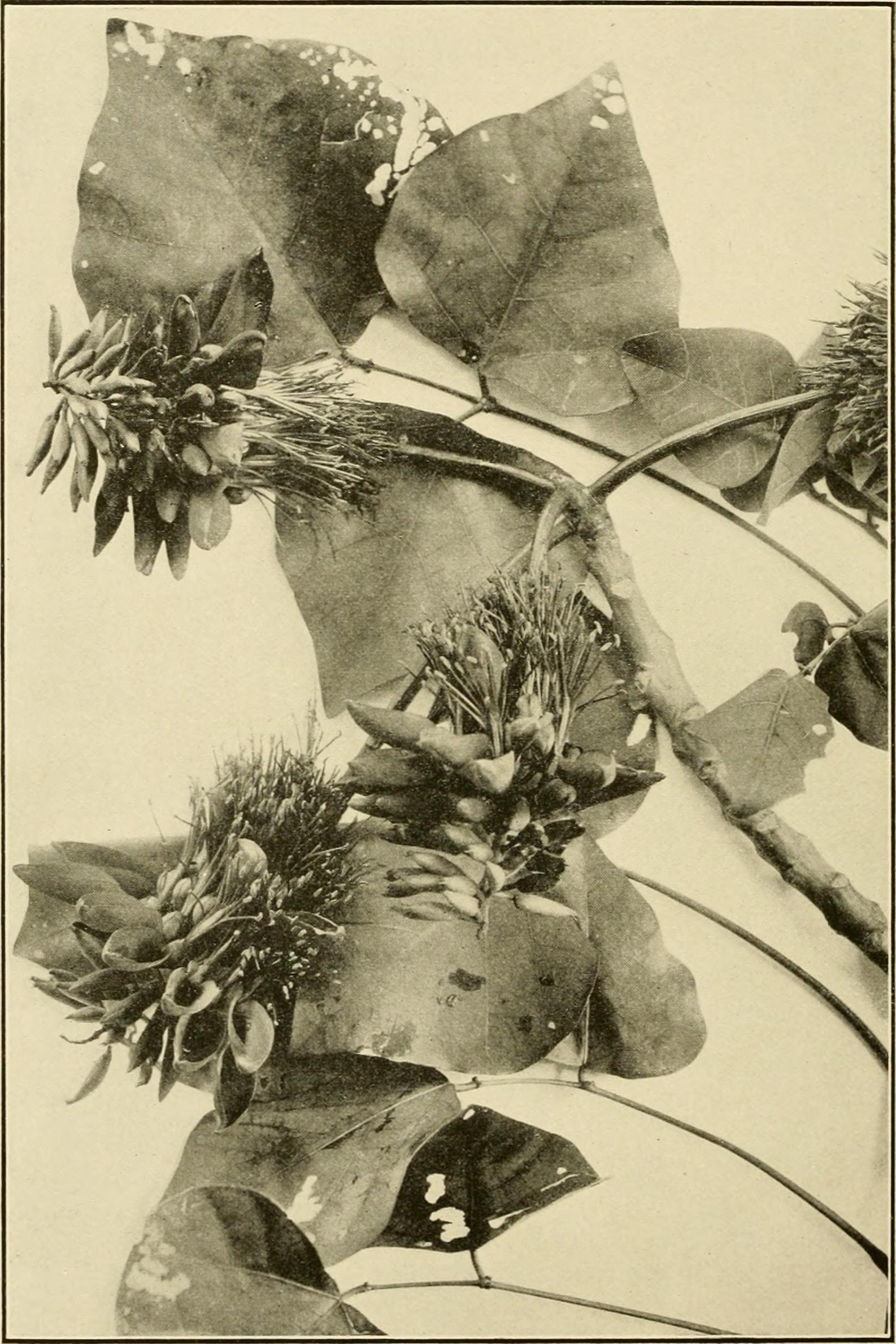 Jamaica dogwood flower identification view