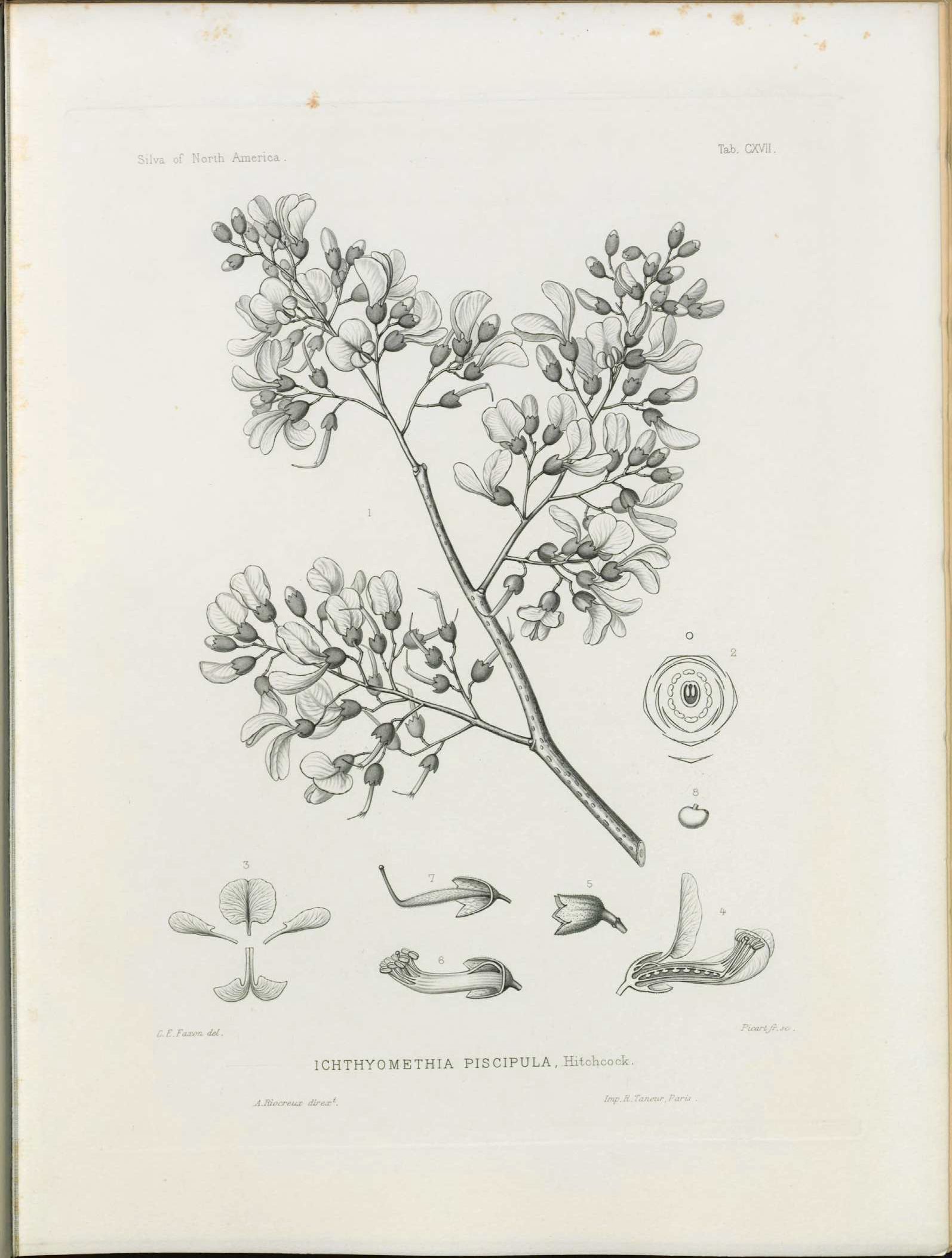Jamaica dogwood fruit identification view