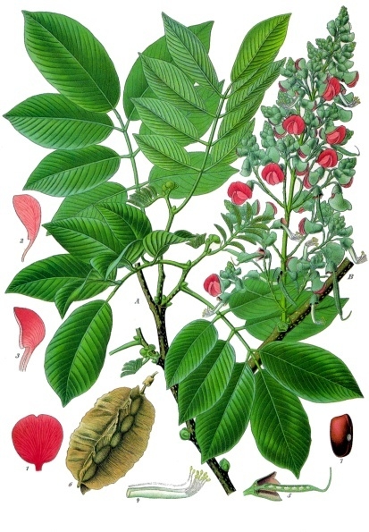 Jamaica dogwood leaf identification view