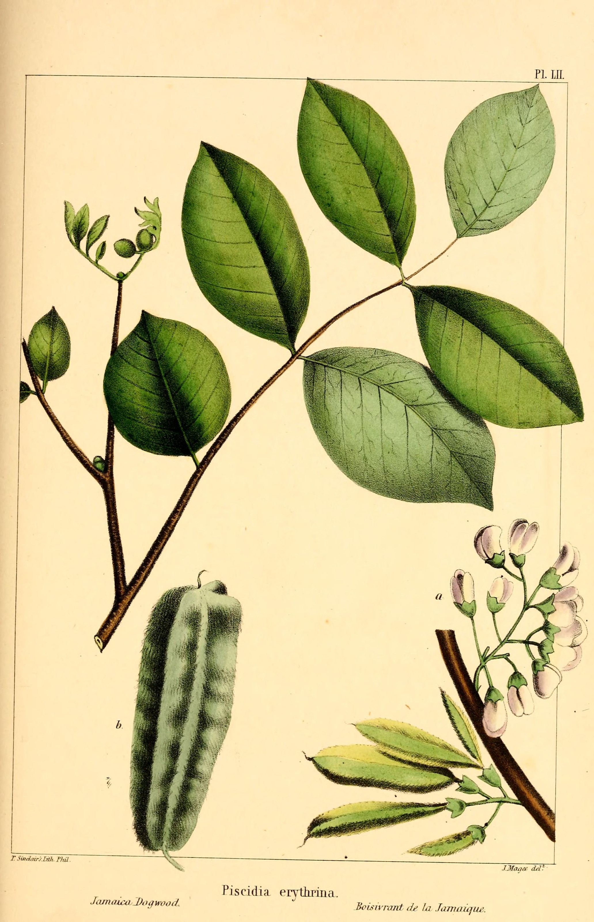 Jamaica dogwood plant identification view