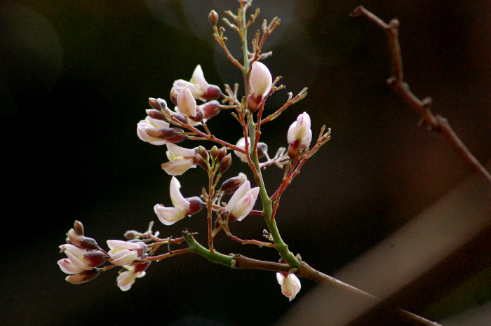 Jamaica dogwood stem identification view