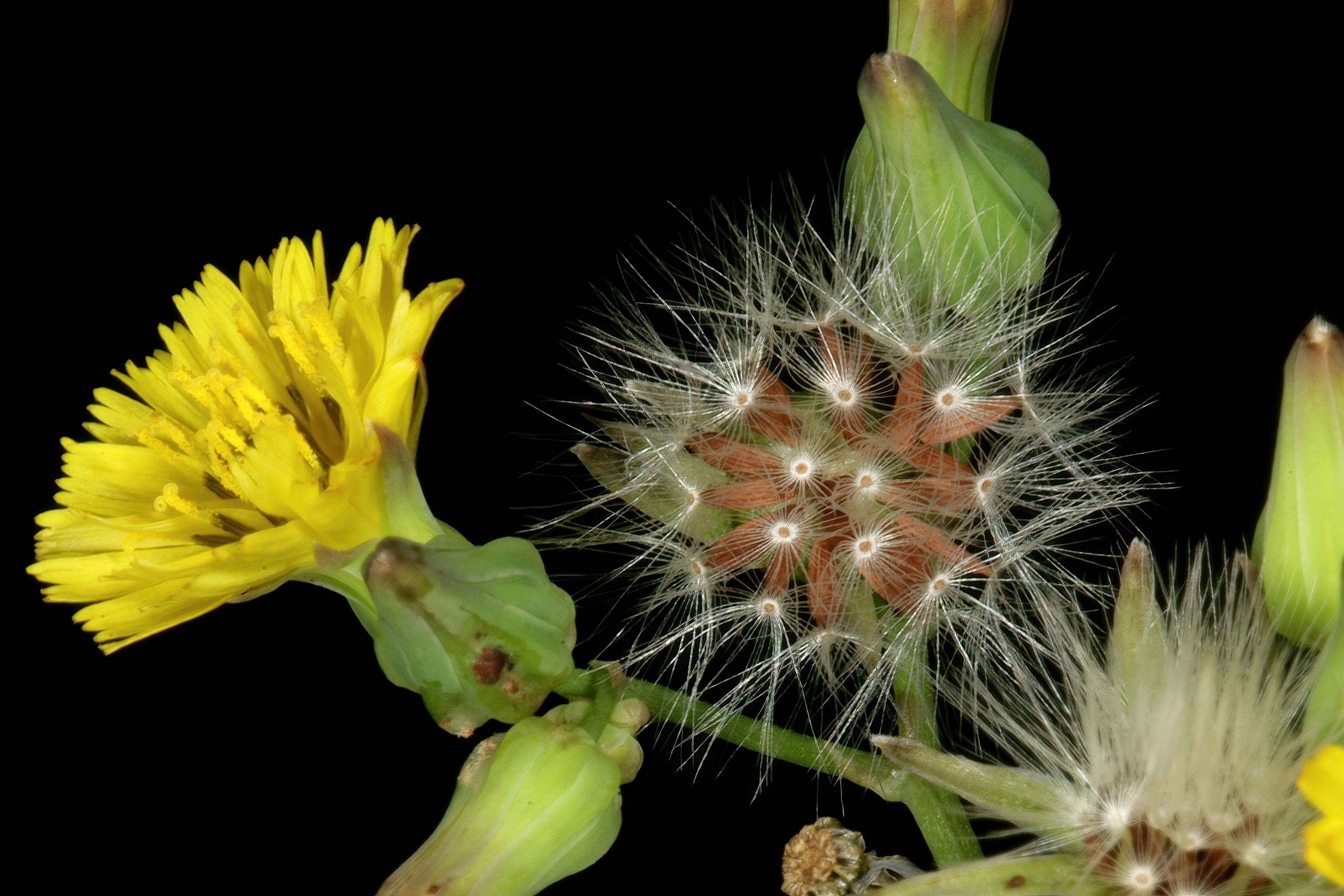 Japanese hawkweed flower identification view