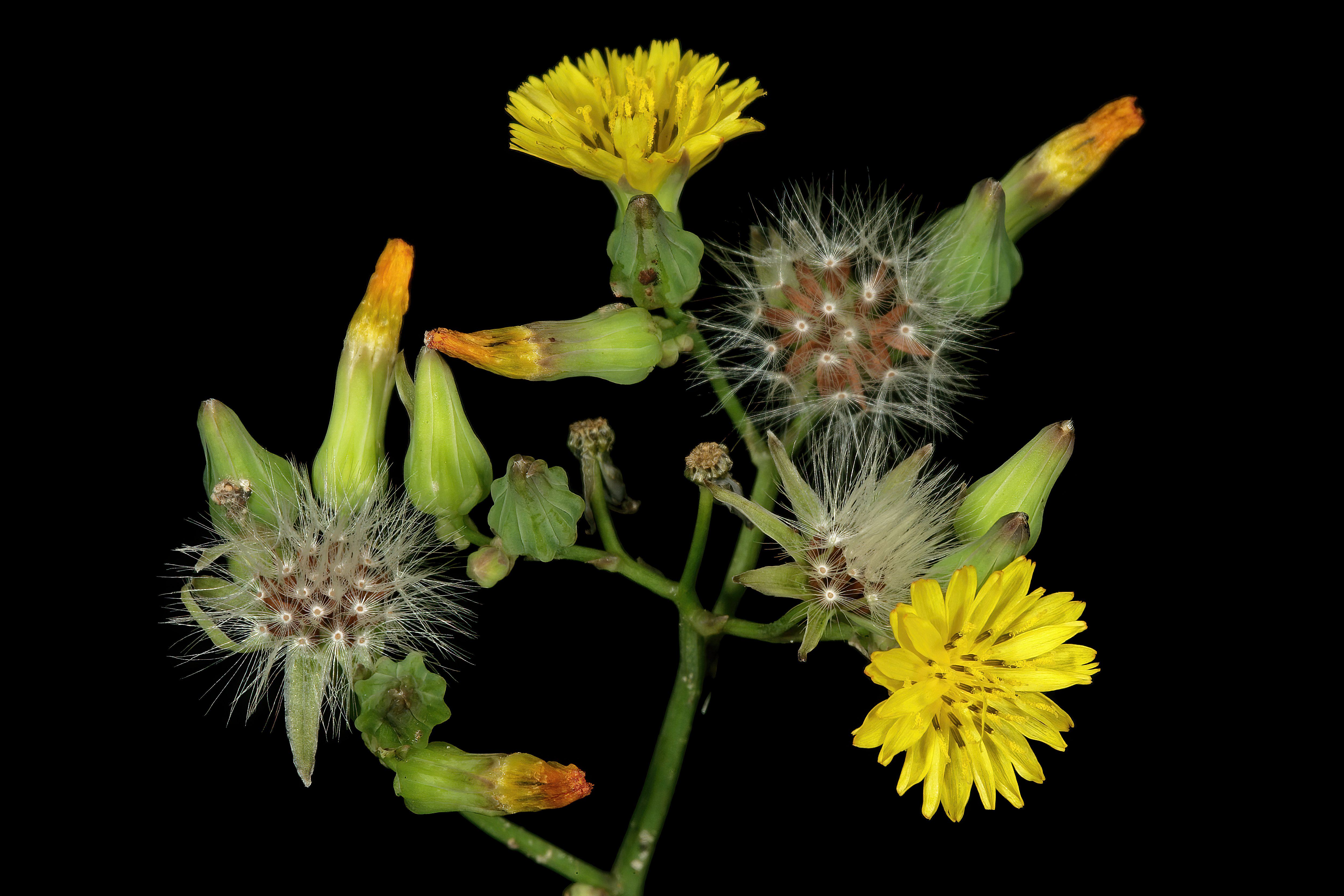 Japanese hawkweed fruit identification view