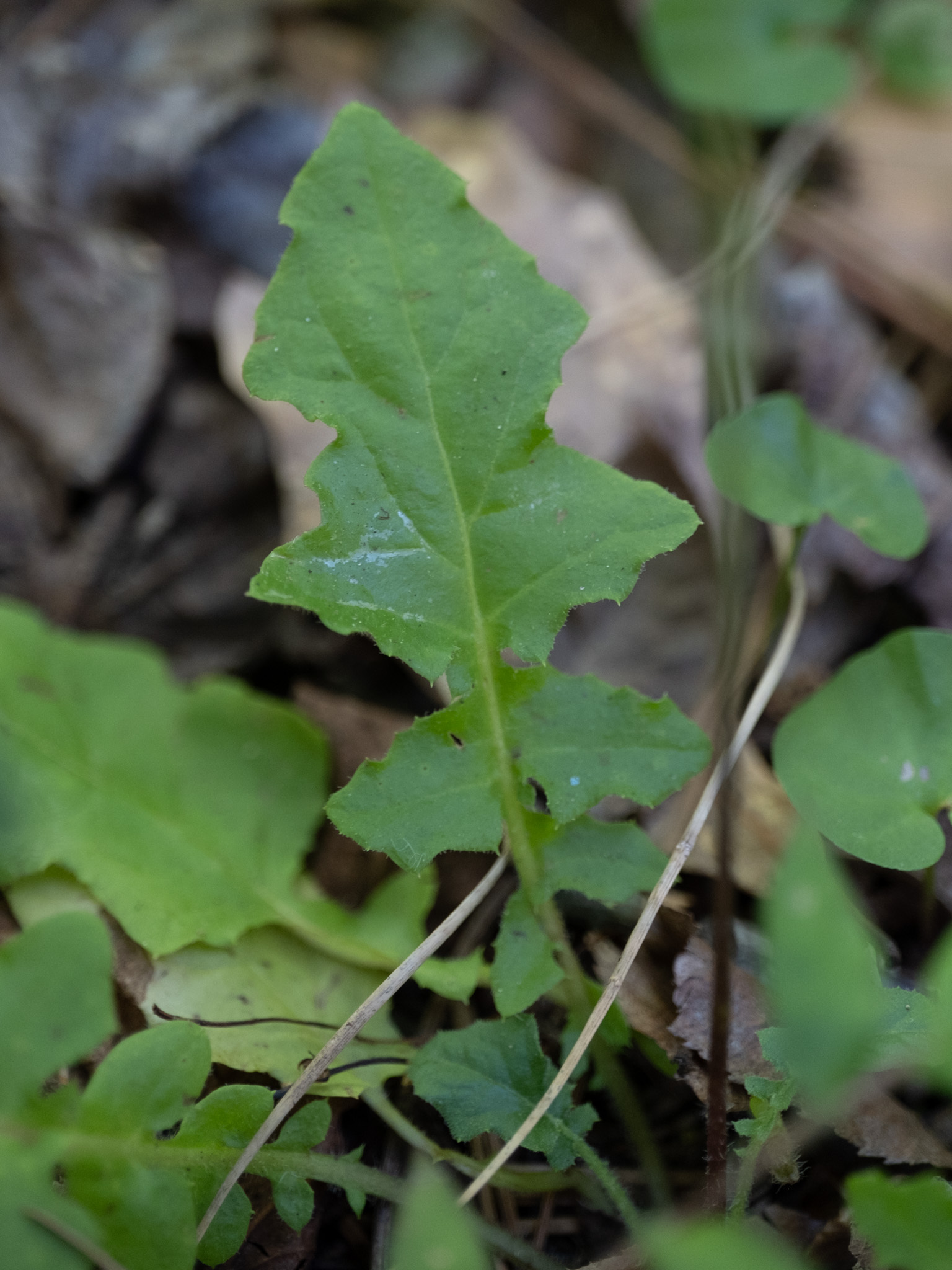 Japanese hawkweed leaf identification view