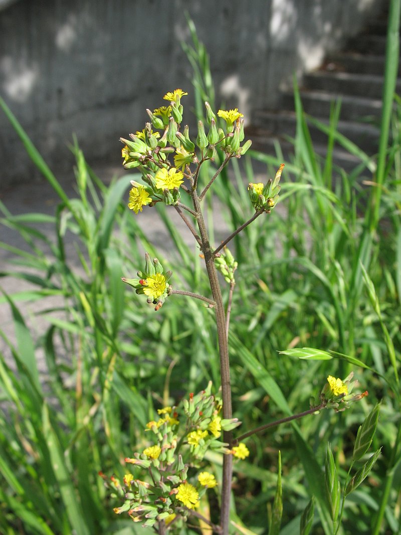 Japanese hawkweed plant identification view