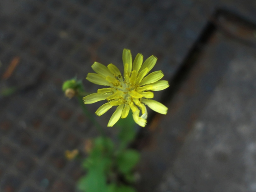 Japanese hawkweed stem identification view