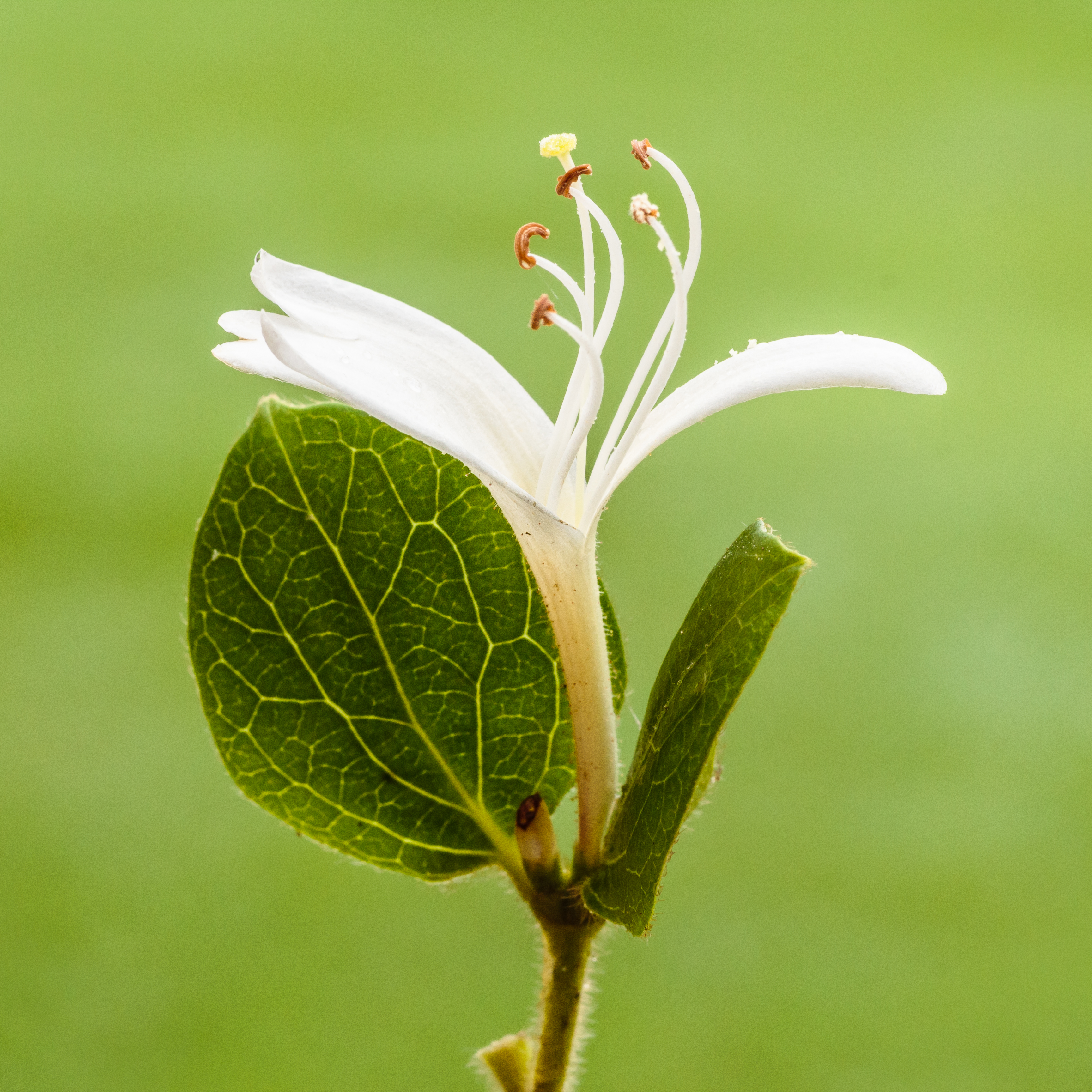 Japanese Honeysuckle flower identification view