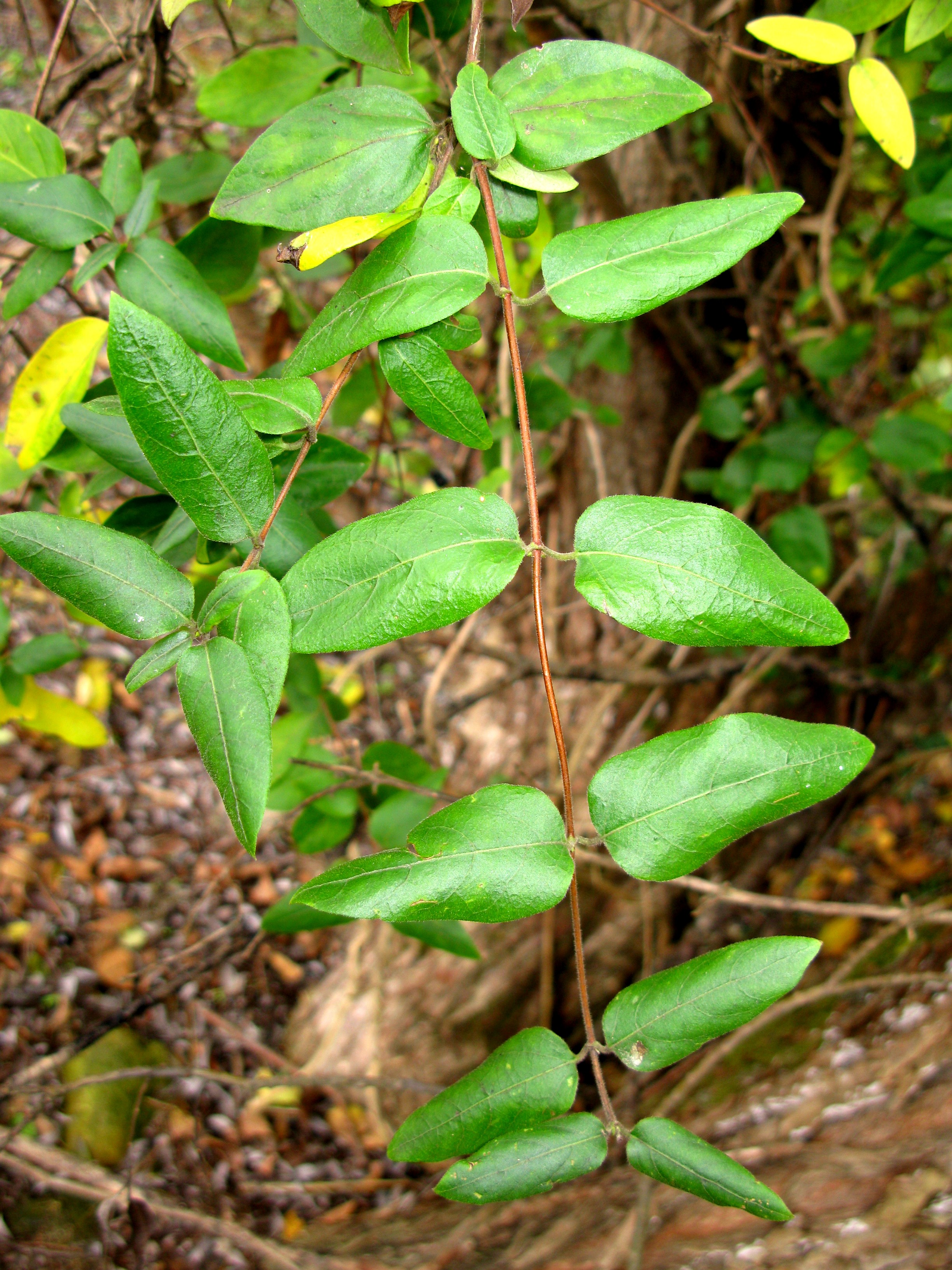 Japanese Honeysuckle leaf identification view