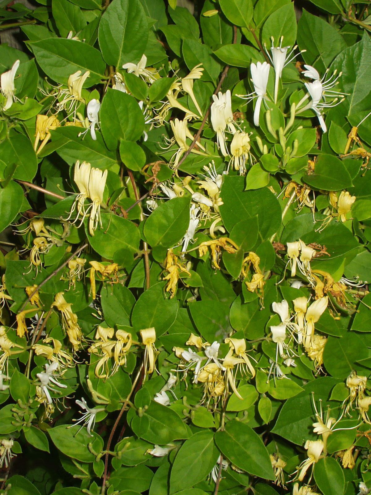 Japanese Honeysuckle plant identification view