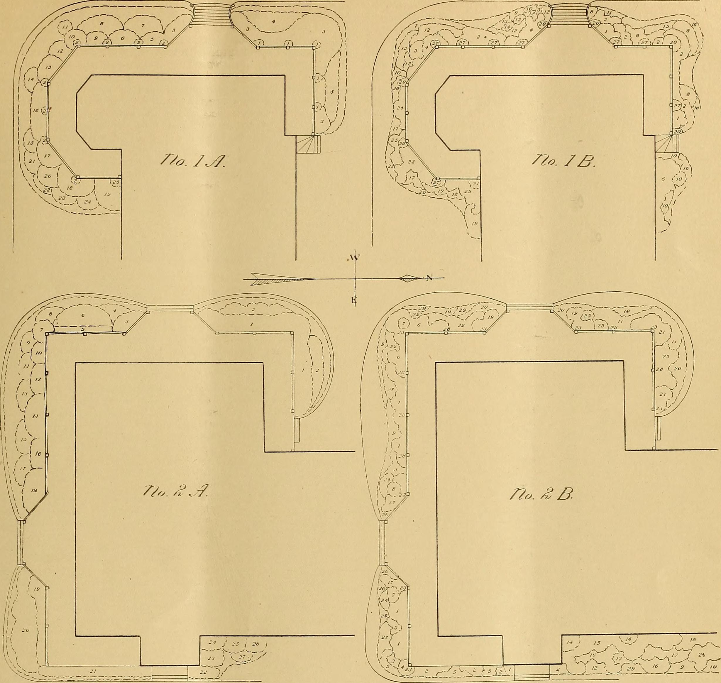Japanese Honeysuckle stem identification view