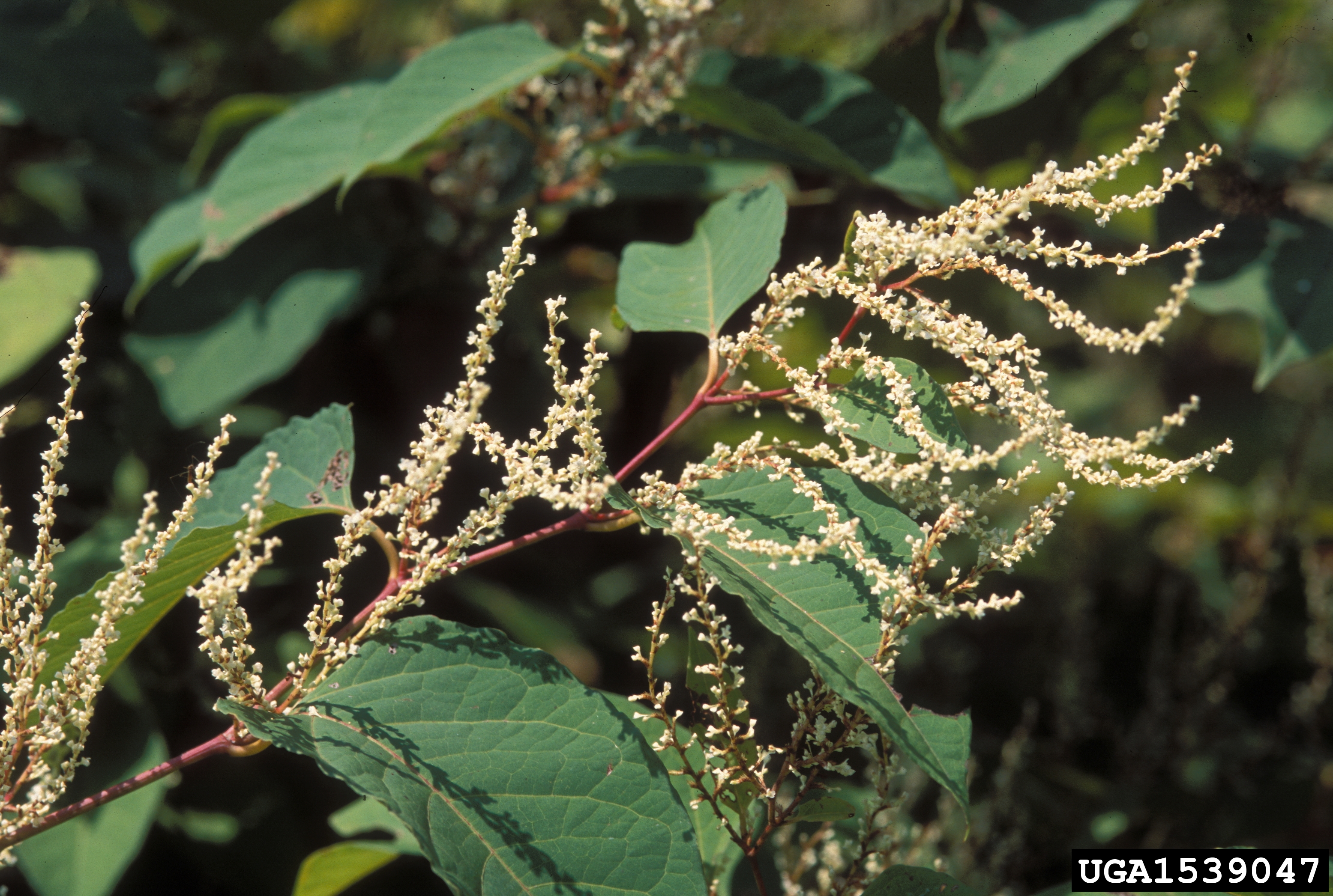 Japanese Knotweed flower identification view