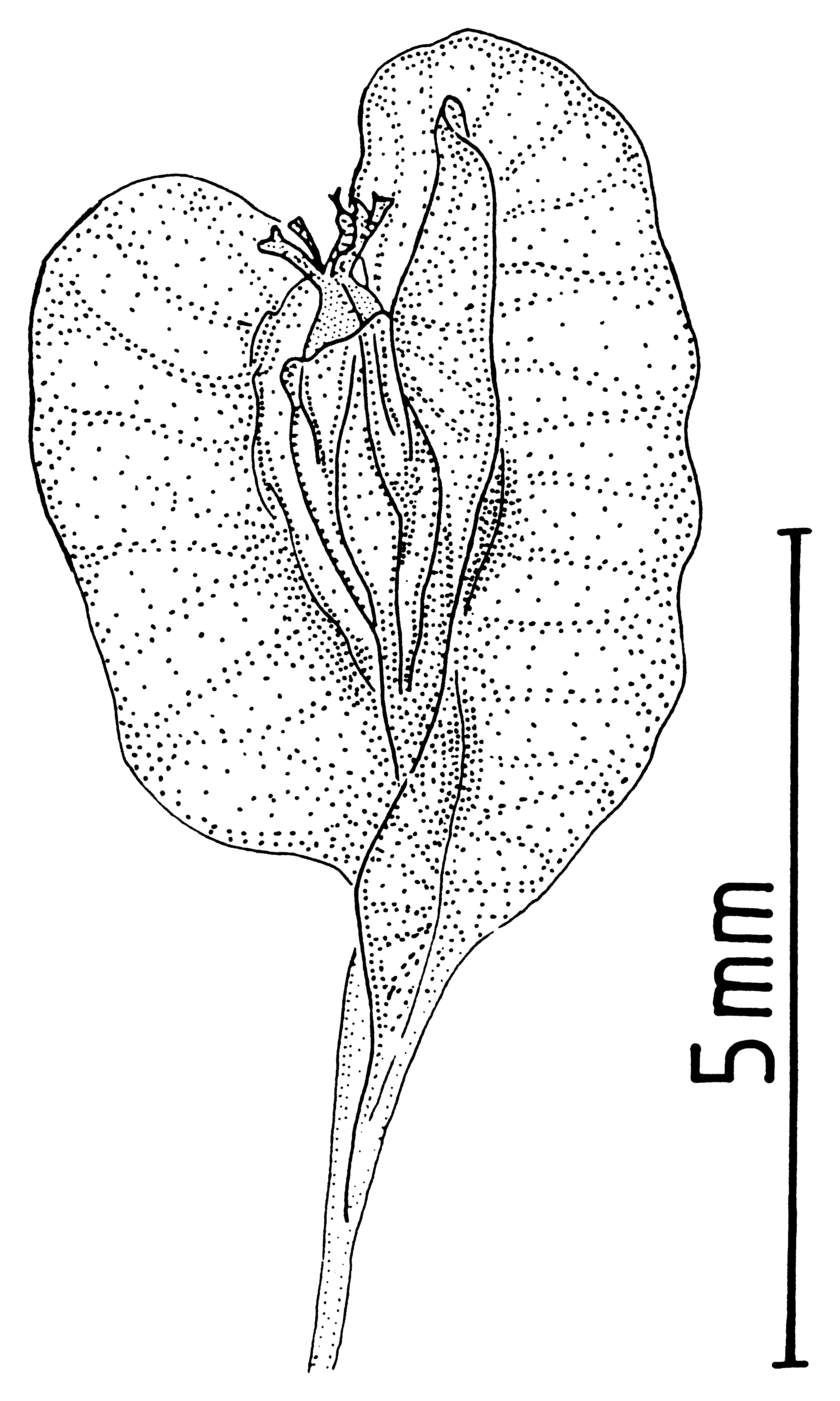 Japanese Knotweed fruit identification view