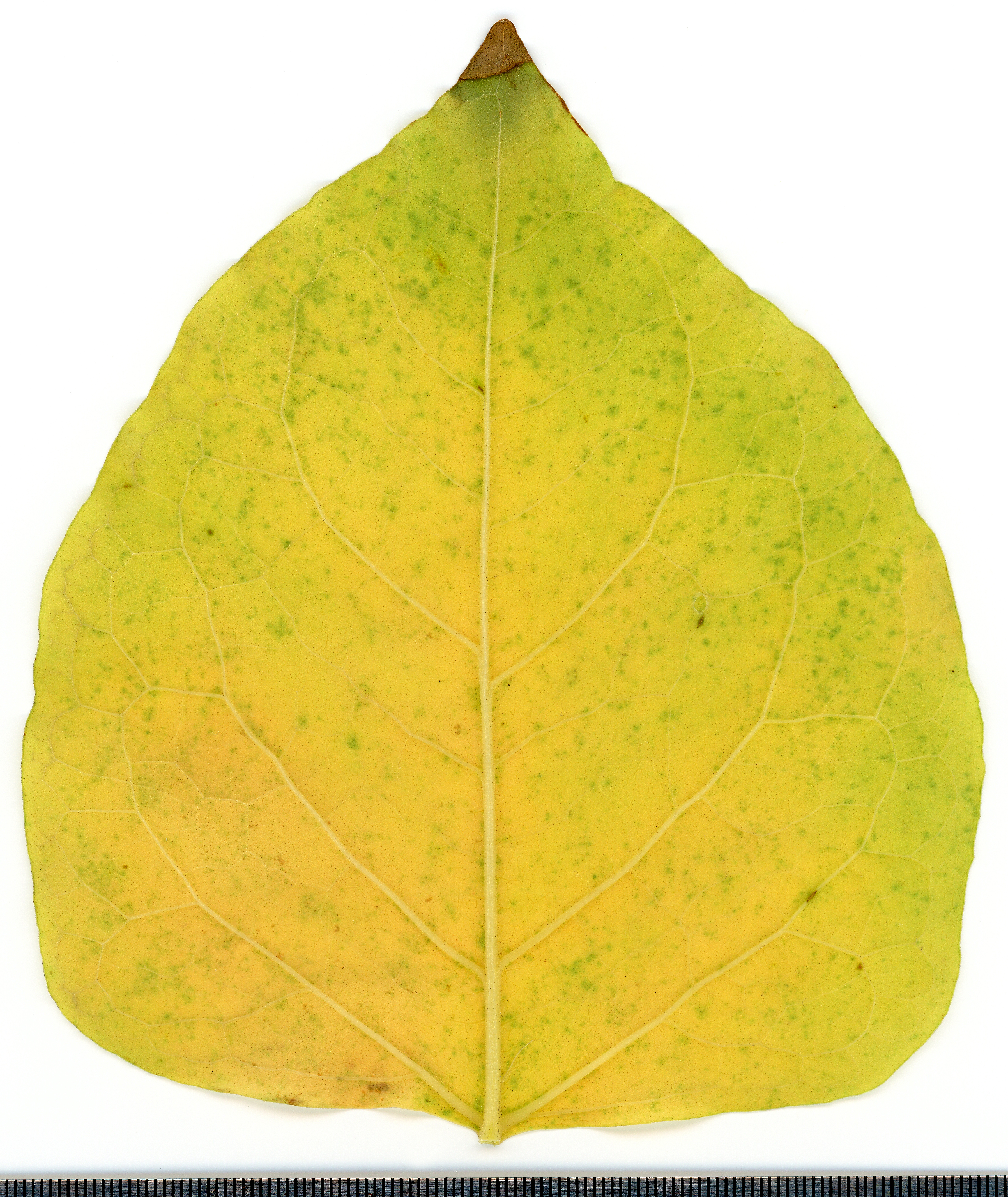 Japanese Knotweed leaf identification view