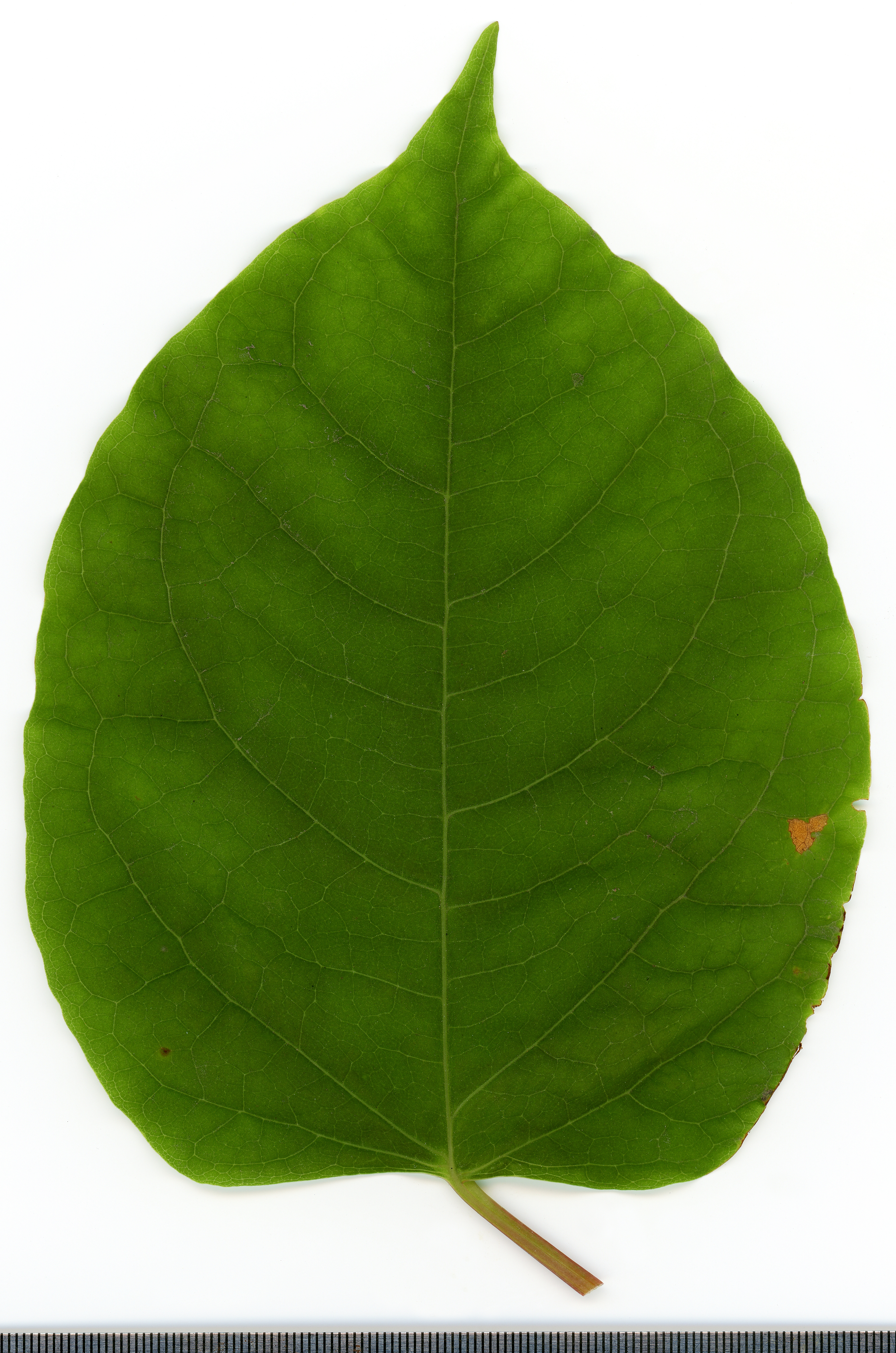 Japanese Knotweed plant identification view