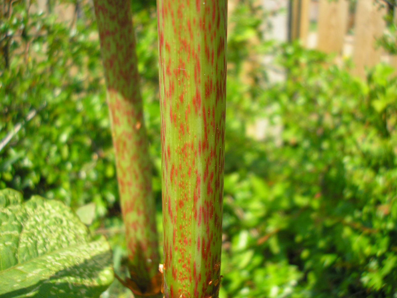 Japanese Knotweed stem identification view