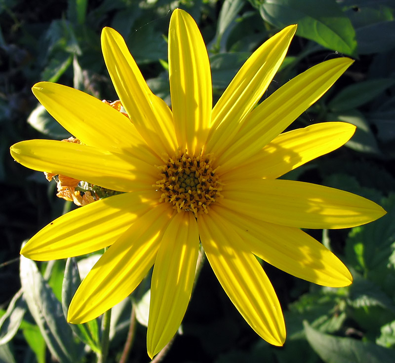 Jerusalem Artichoke flower identification view