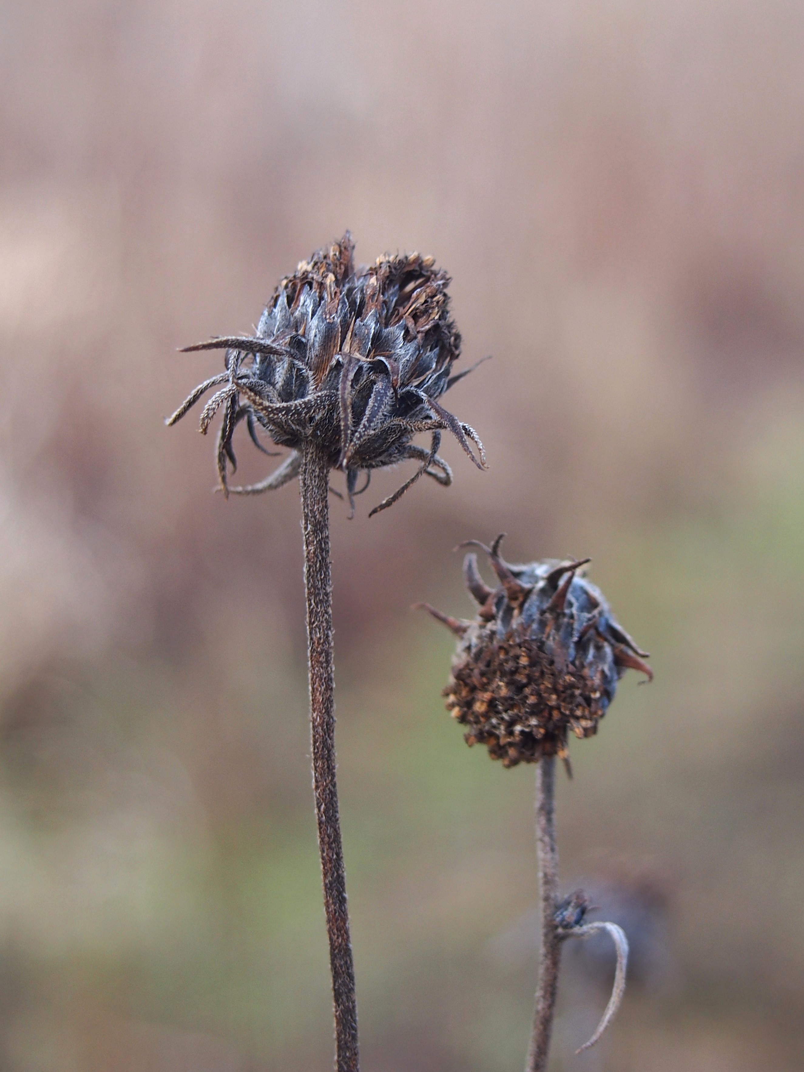 Jerusalem Artichoke fruit identification view
