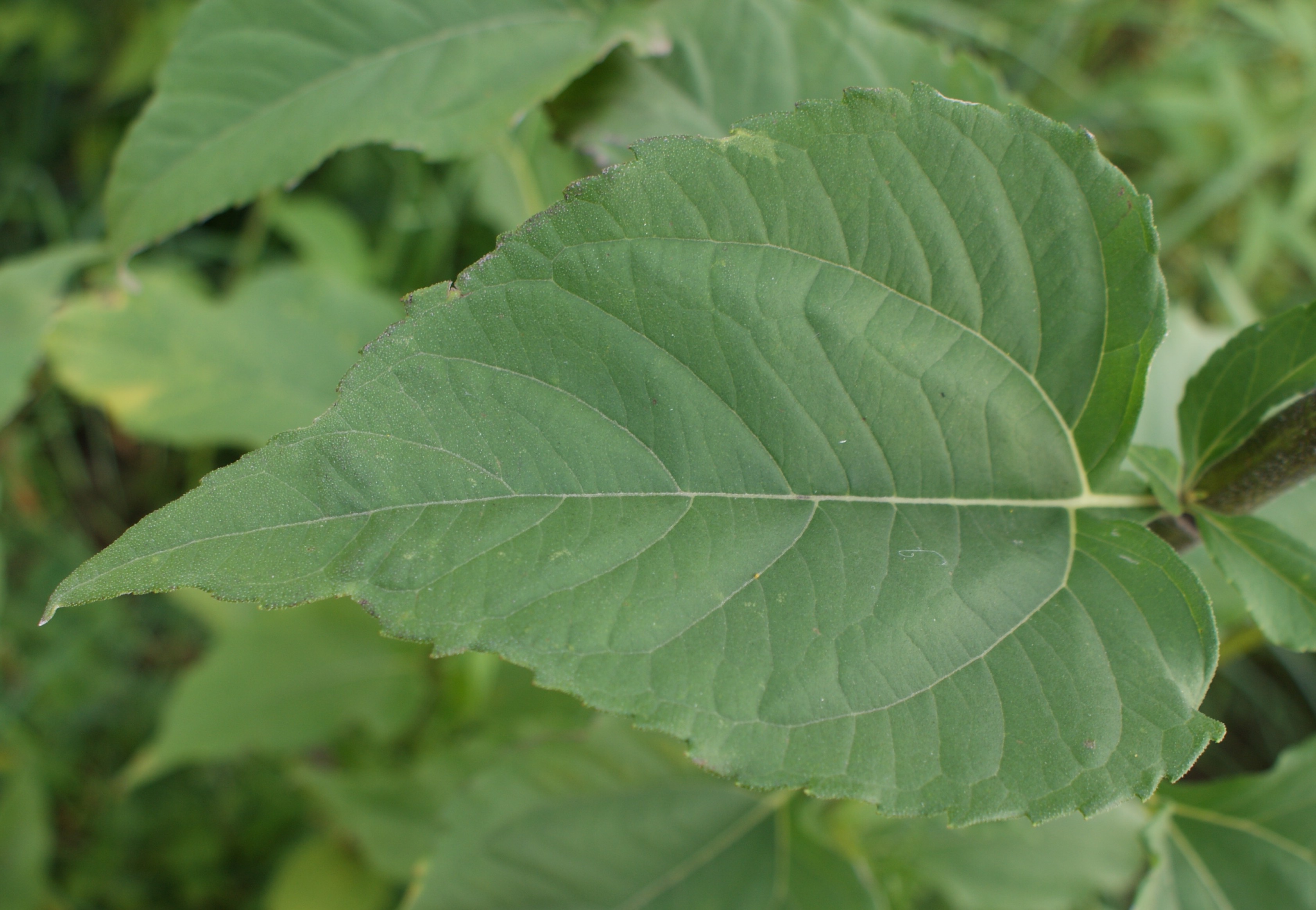 Jerusalem Artichoke leaf identification view