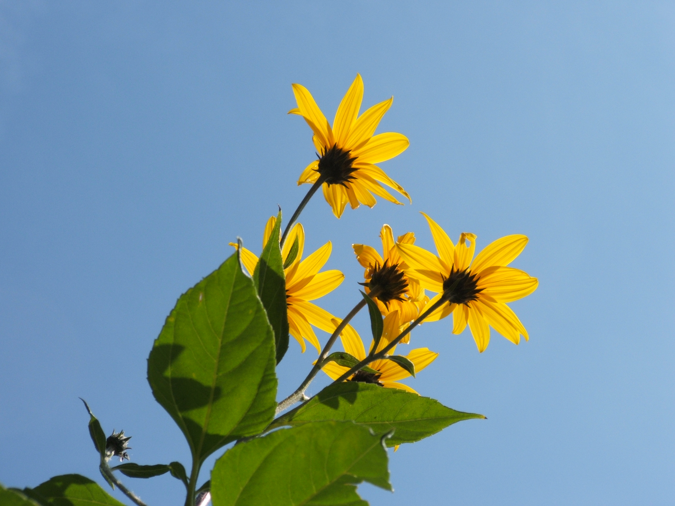 Jerusalem Artichoke plant identification view