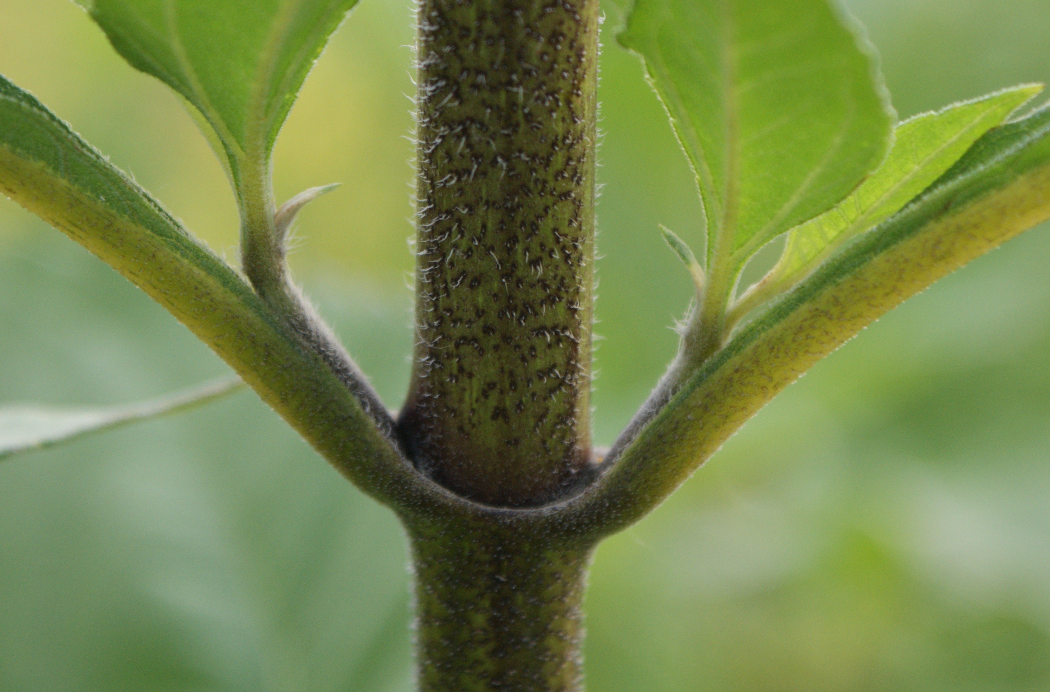 Jerusalem Artichoke stem identification view
