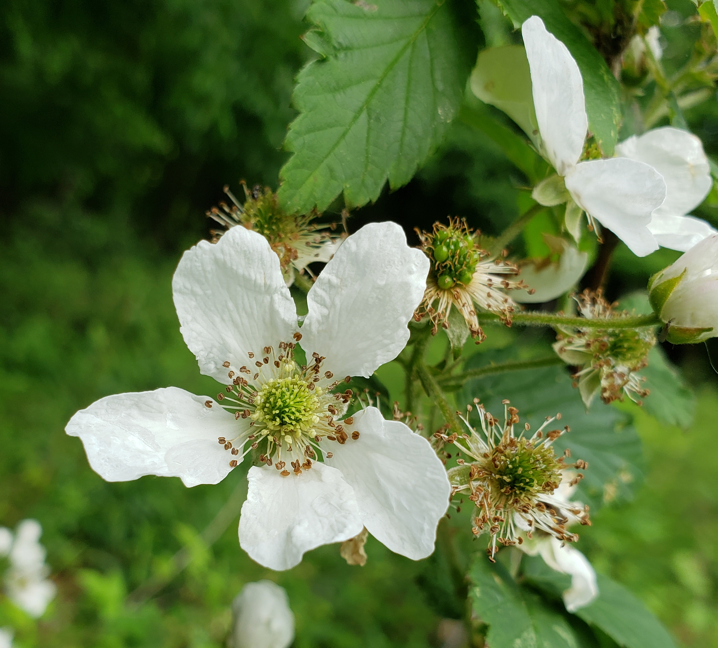 Jewel Black Raspberry flower identification view