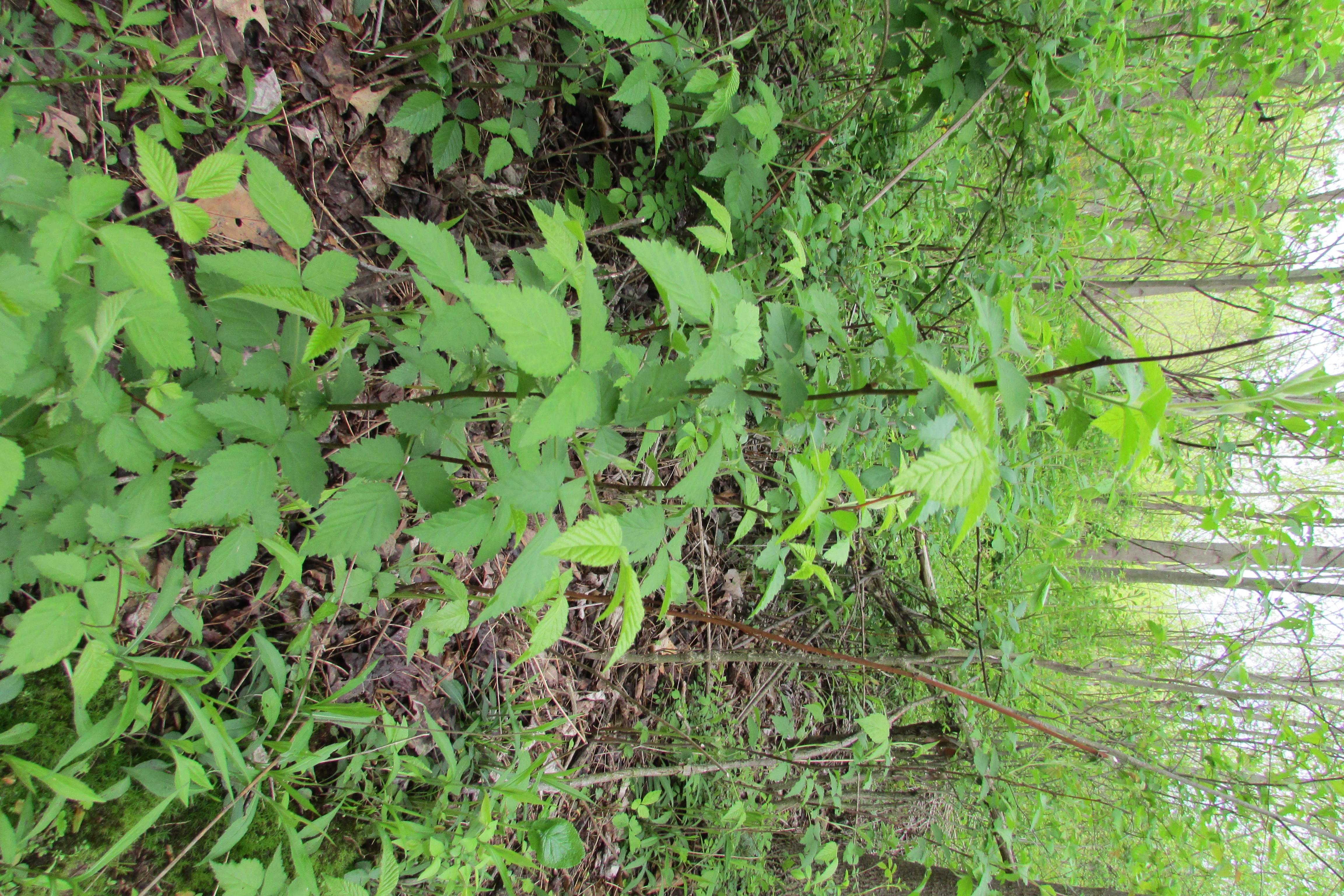 Jewel Black Raspberry leaf identification view