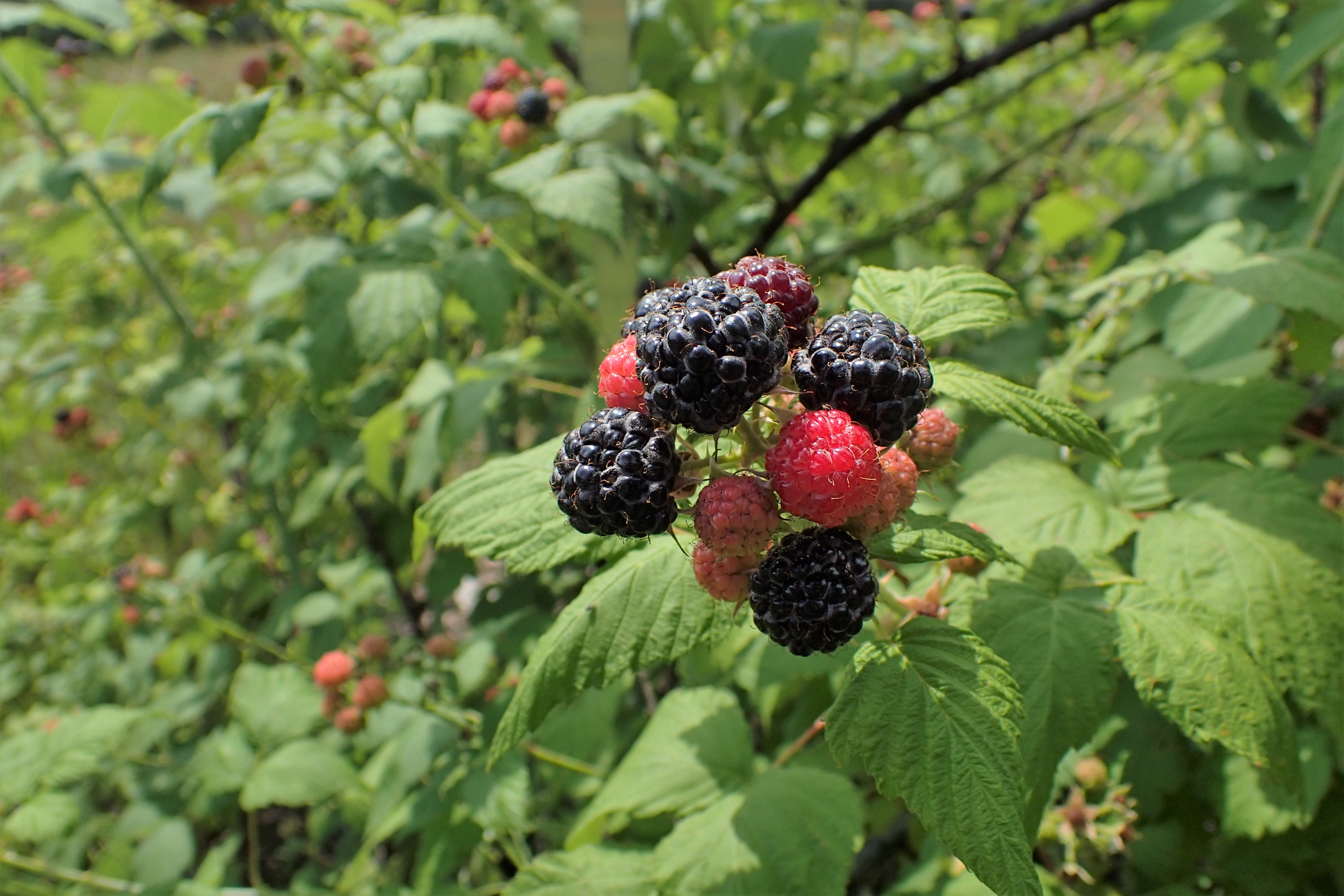 Jewel Black Raspberry plant identification view