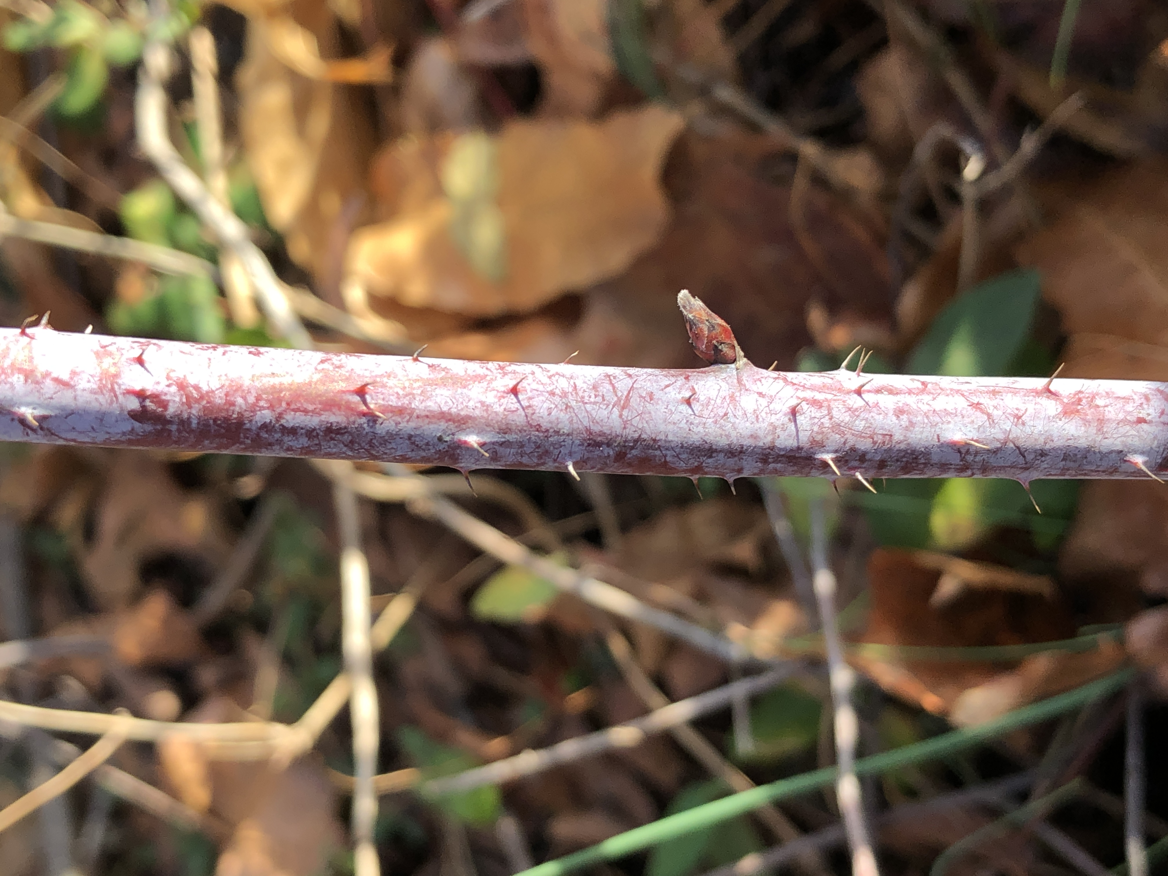 Jewel Black Raspberry stem identification view
