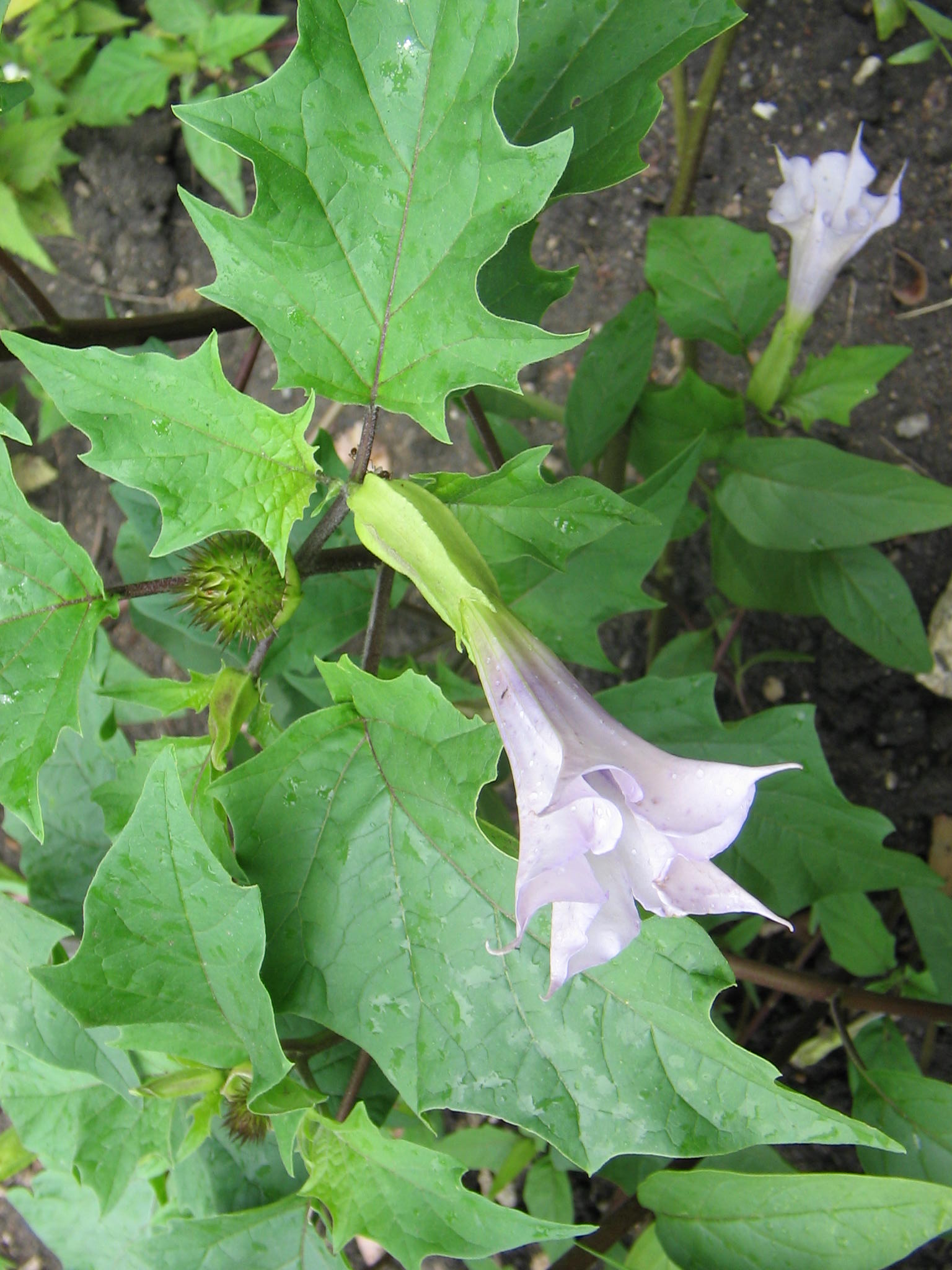 Jimsonweed flower identification view