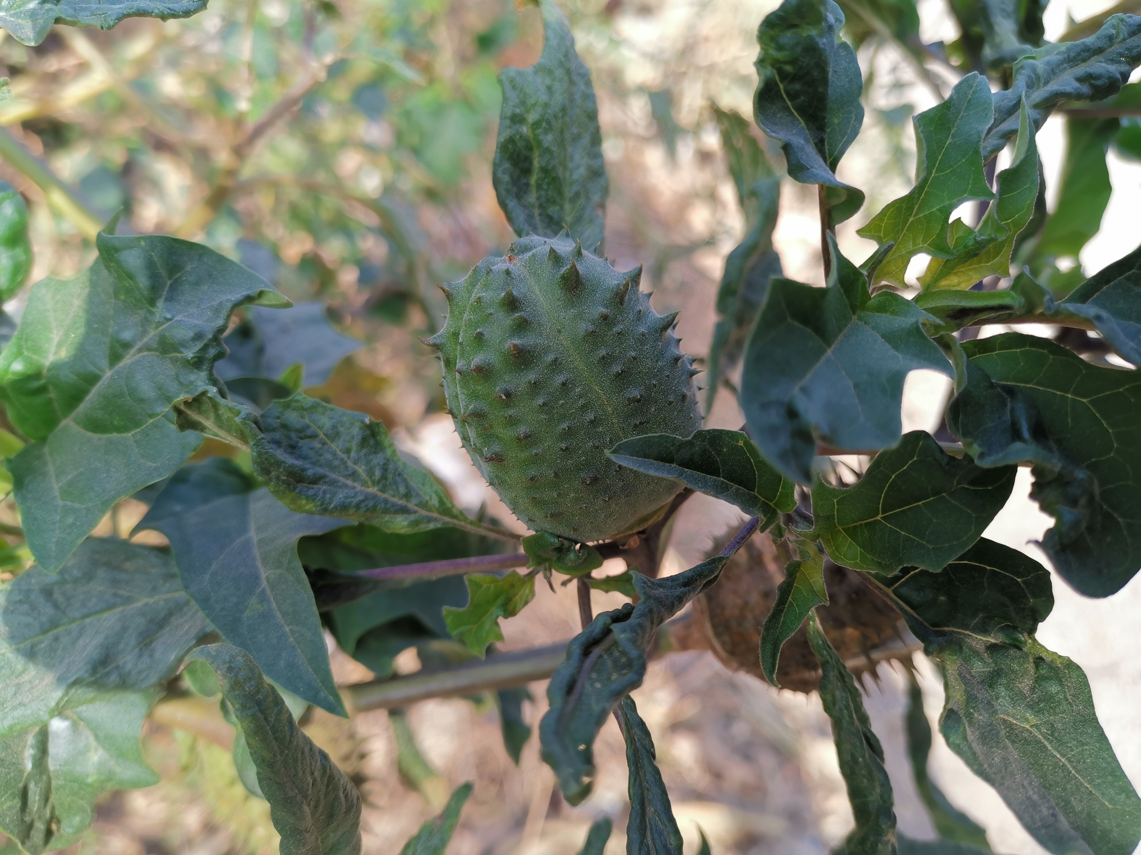 Jimsonweed fruit identification view