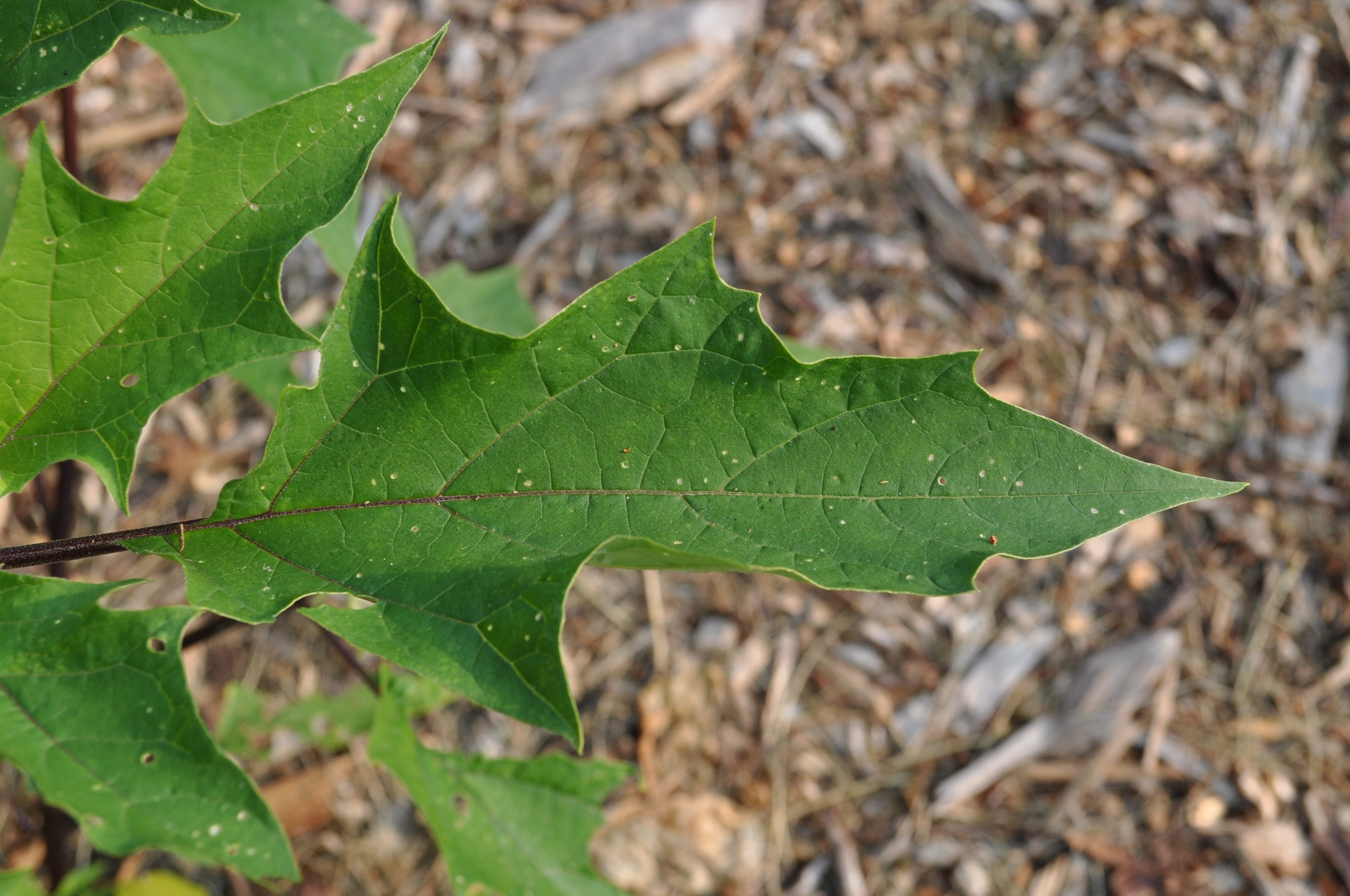 Jimsonweed leaf identification view