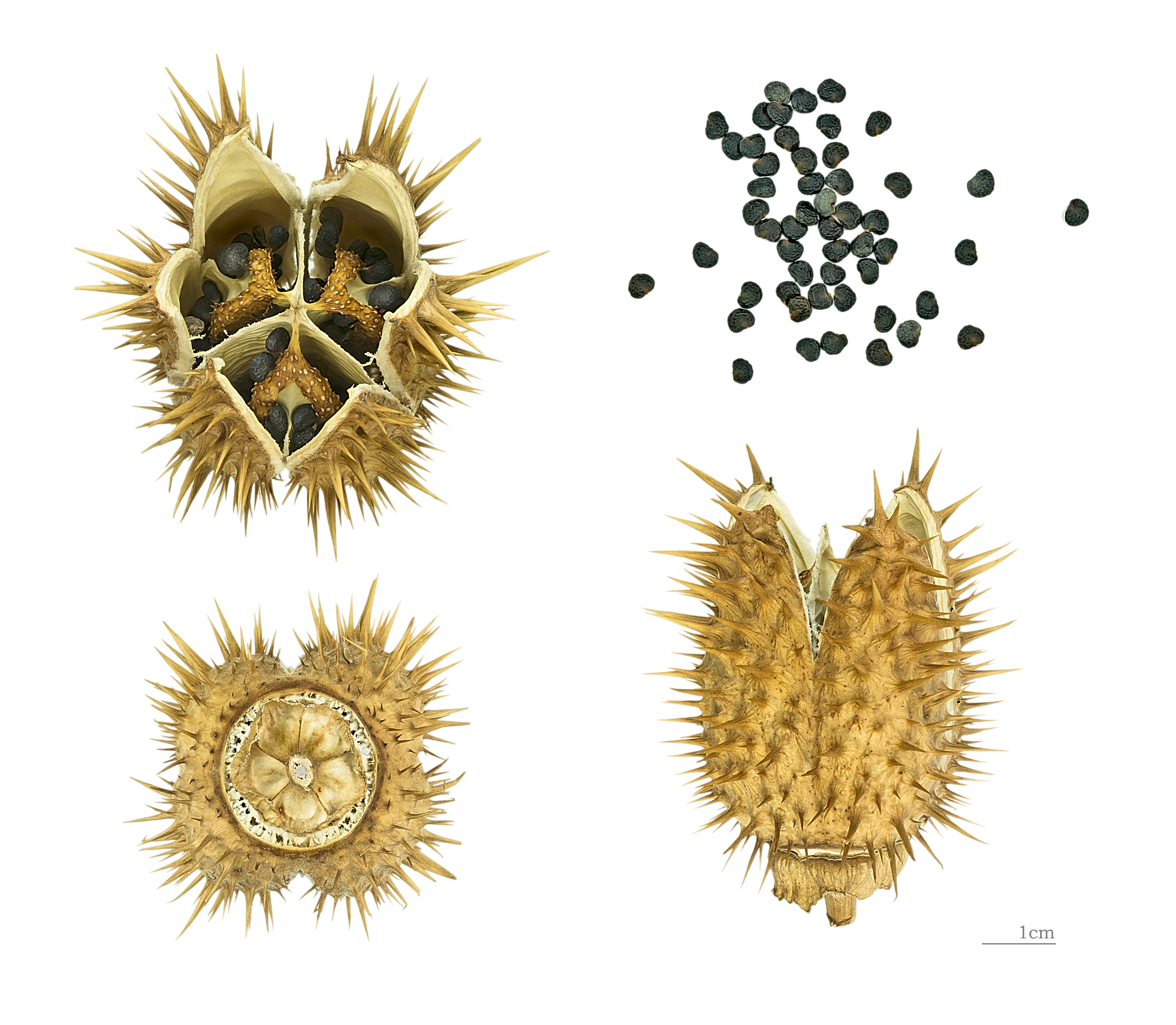 Jimsonweed plant identification view