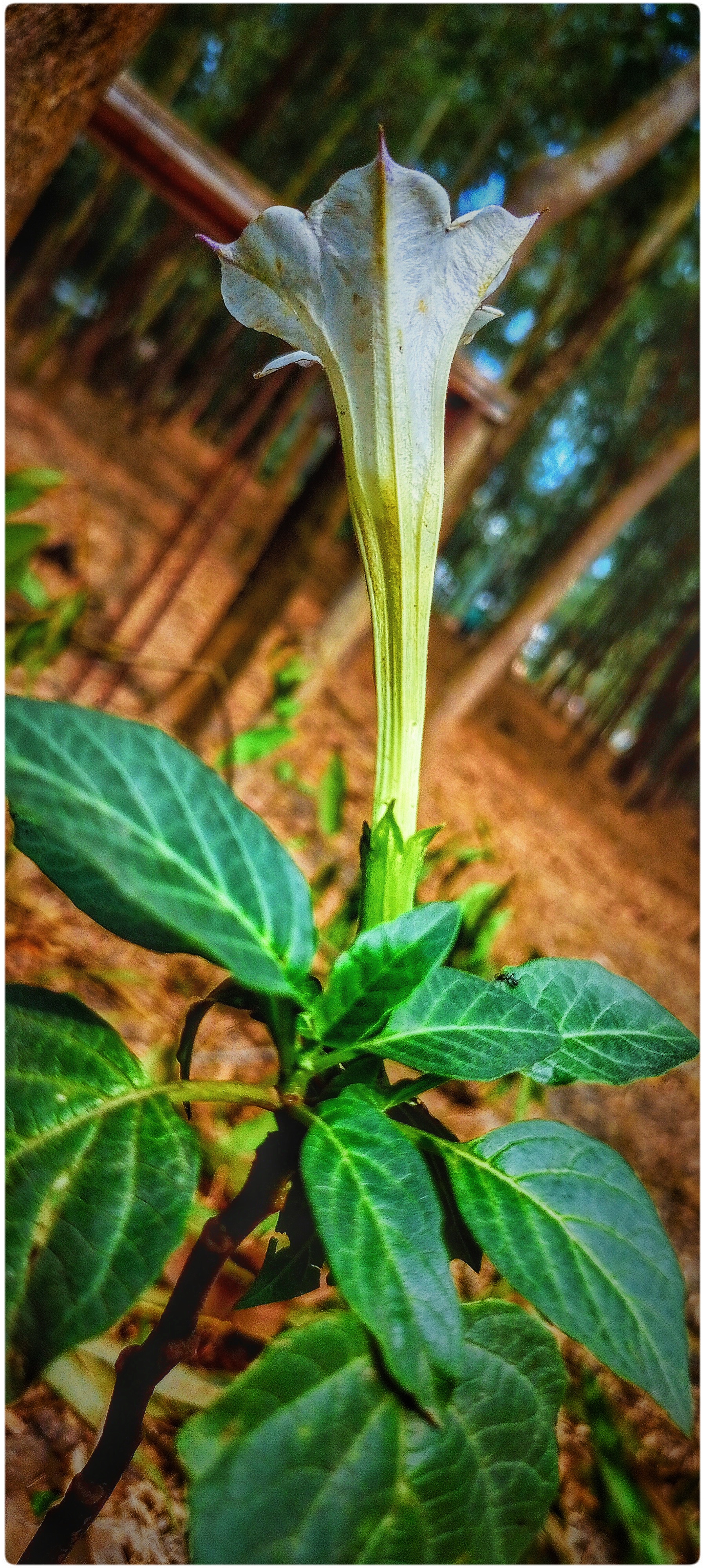 Jimsonweed stem identification view