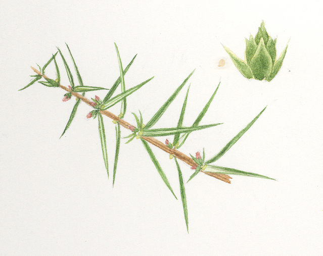 Juniper flower identification view