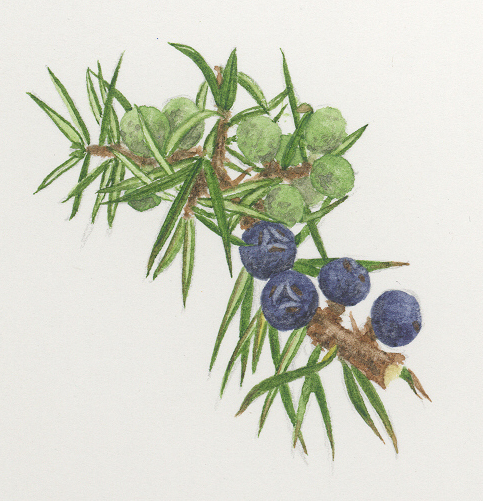 Juniper fruit identification view