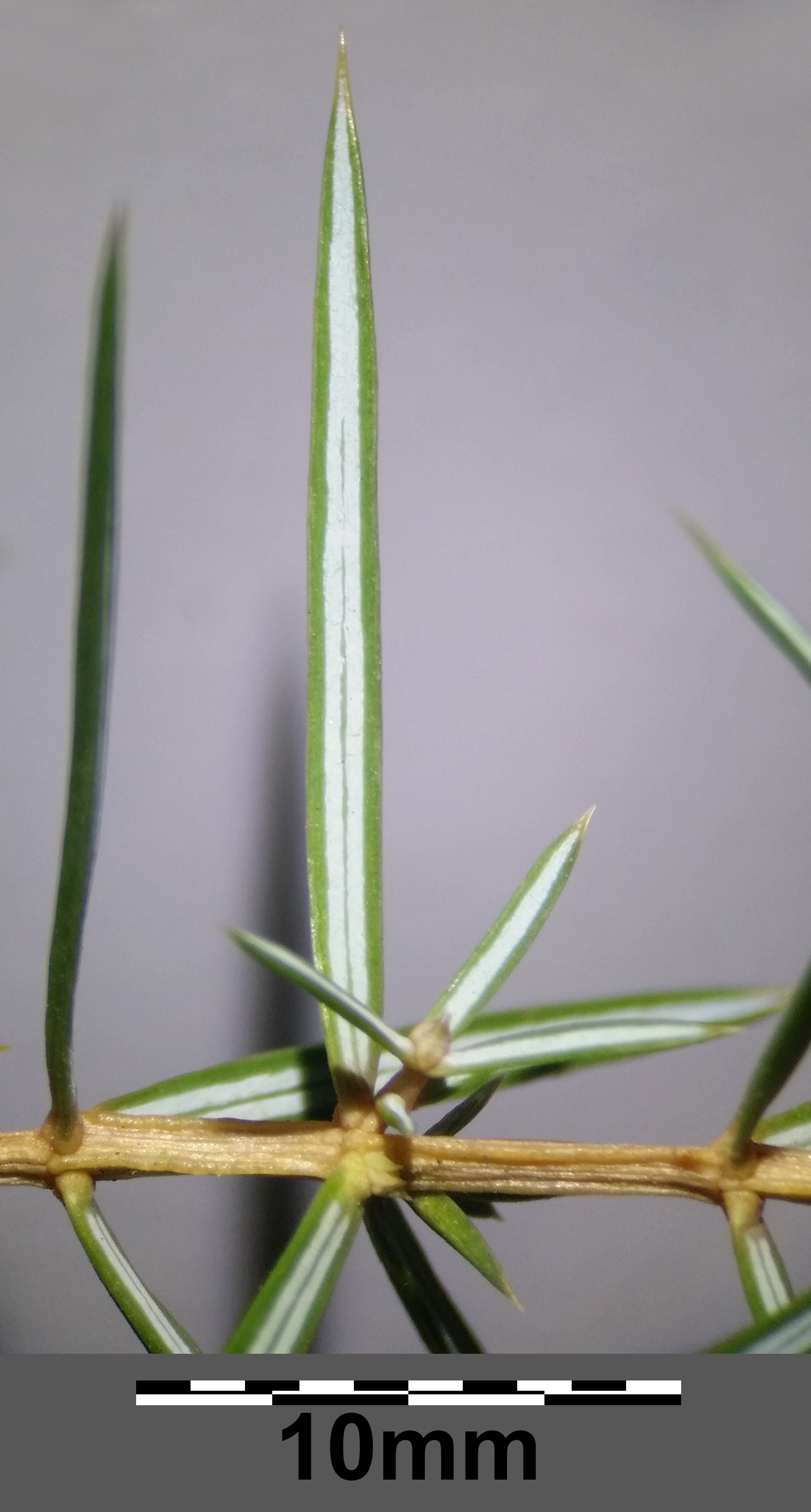 Juniper leaf identification view