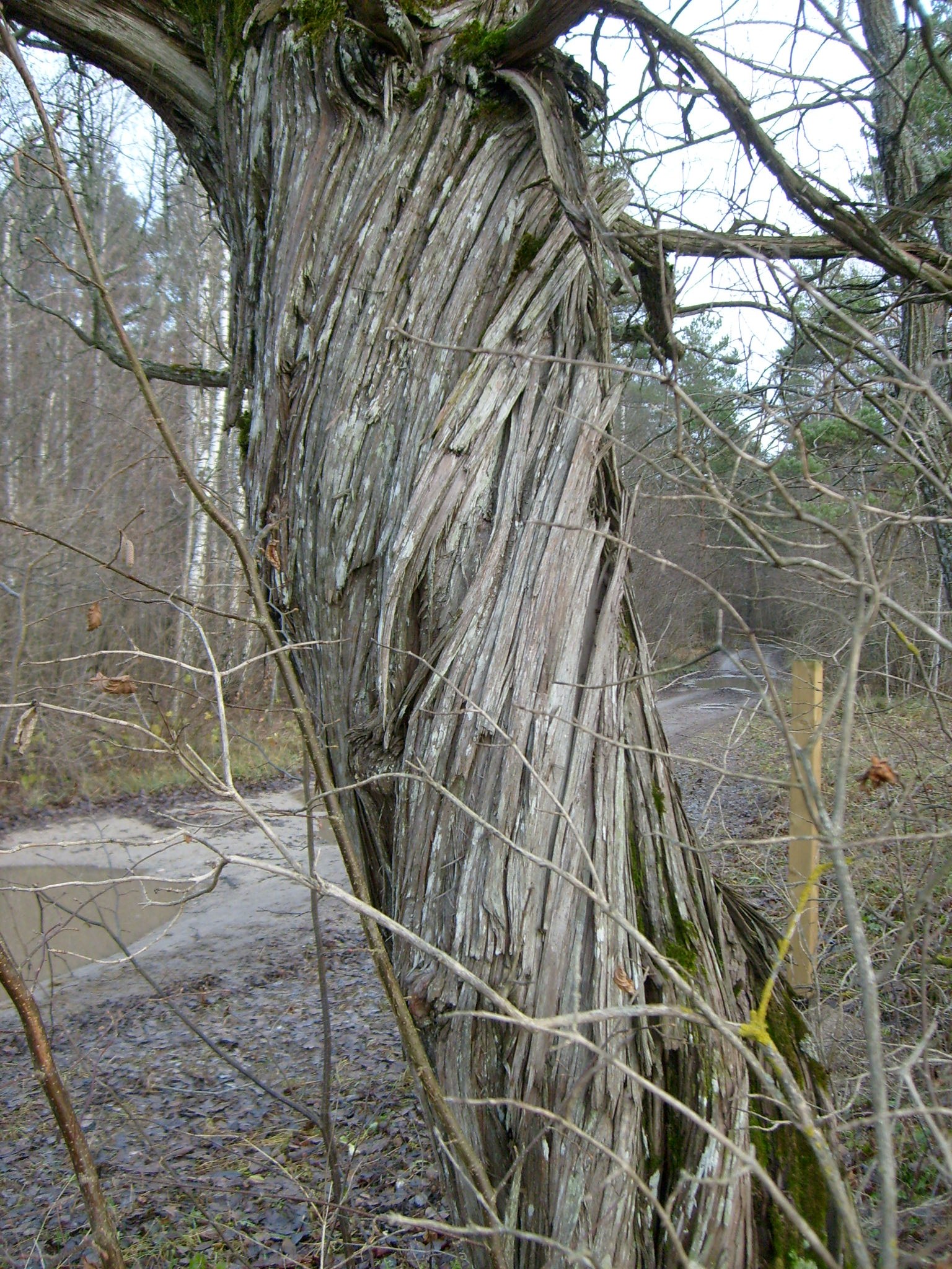 Juniper stem identification view