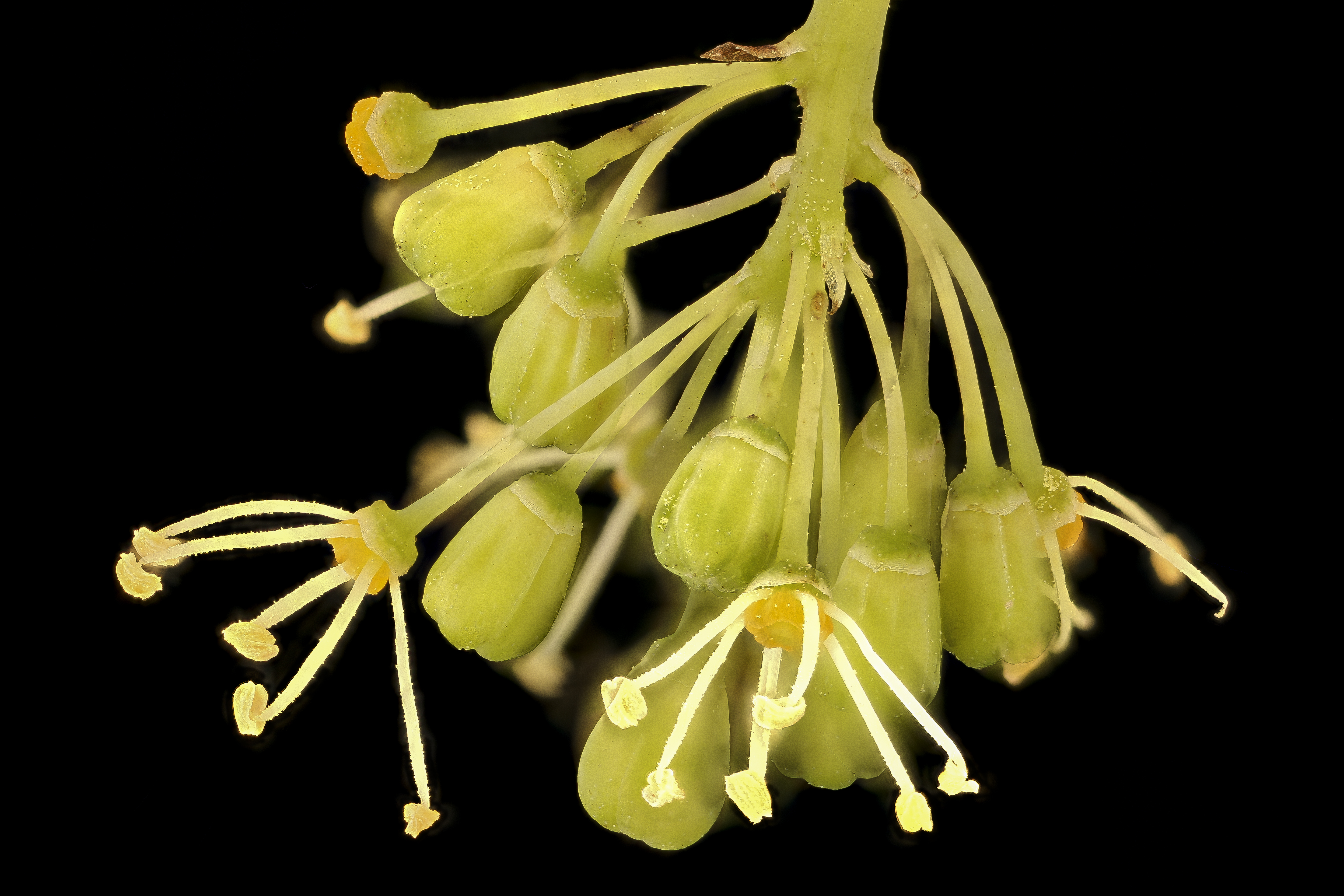 Jupiter Table Grape flower identification view