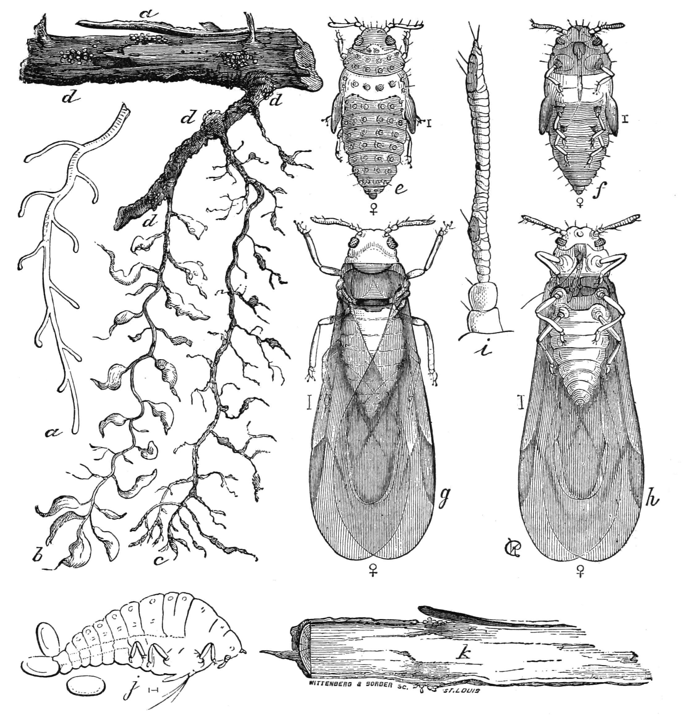 Jupiter Table Grape fruit identification view