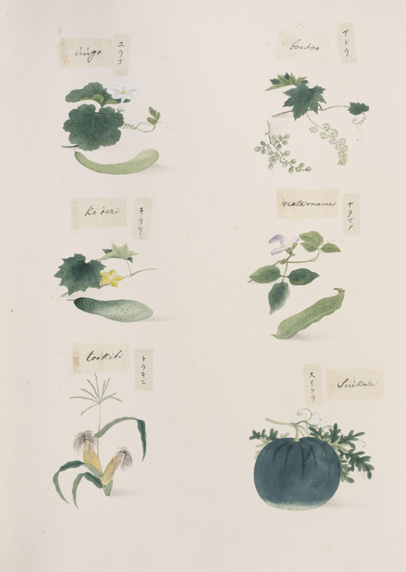 Jupiter Table Grape leaf identification view