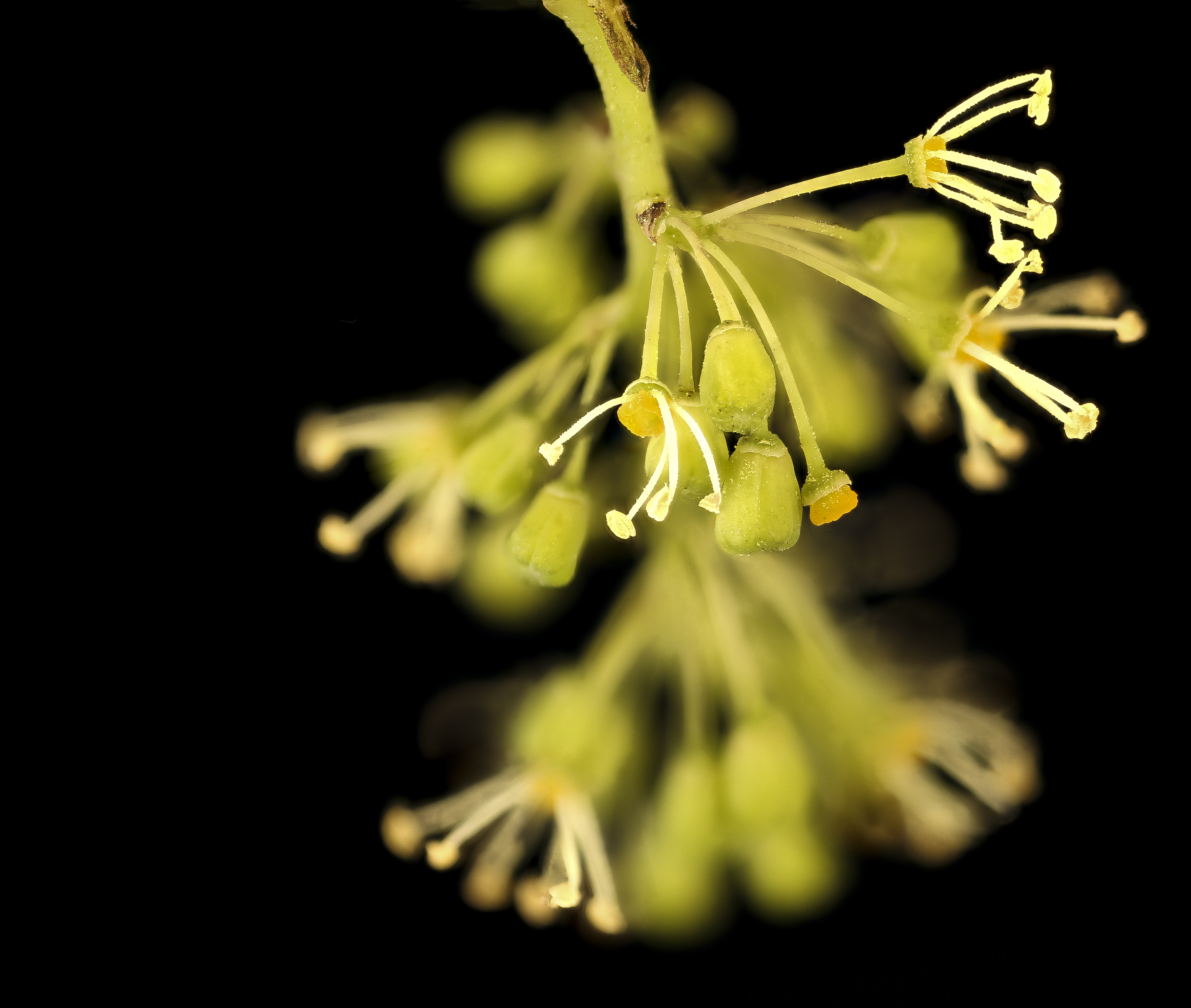 Jupiter Table Grape stem identification view