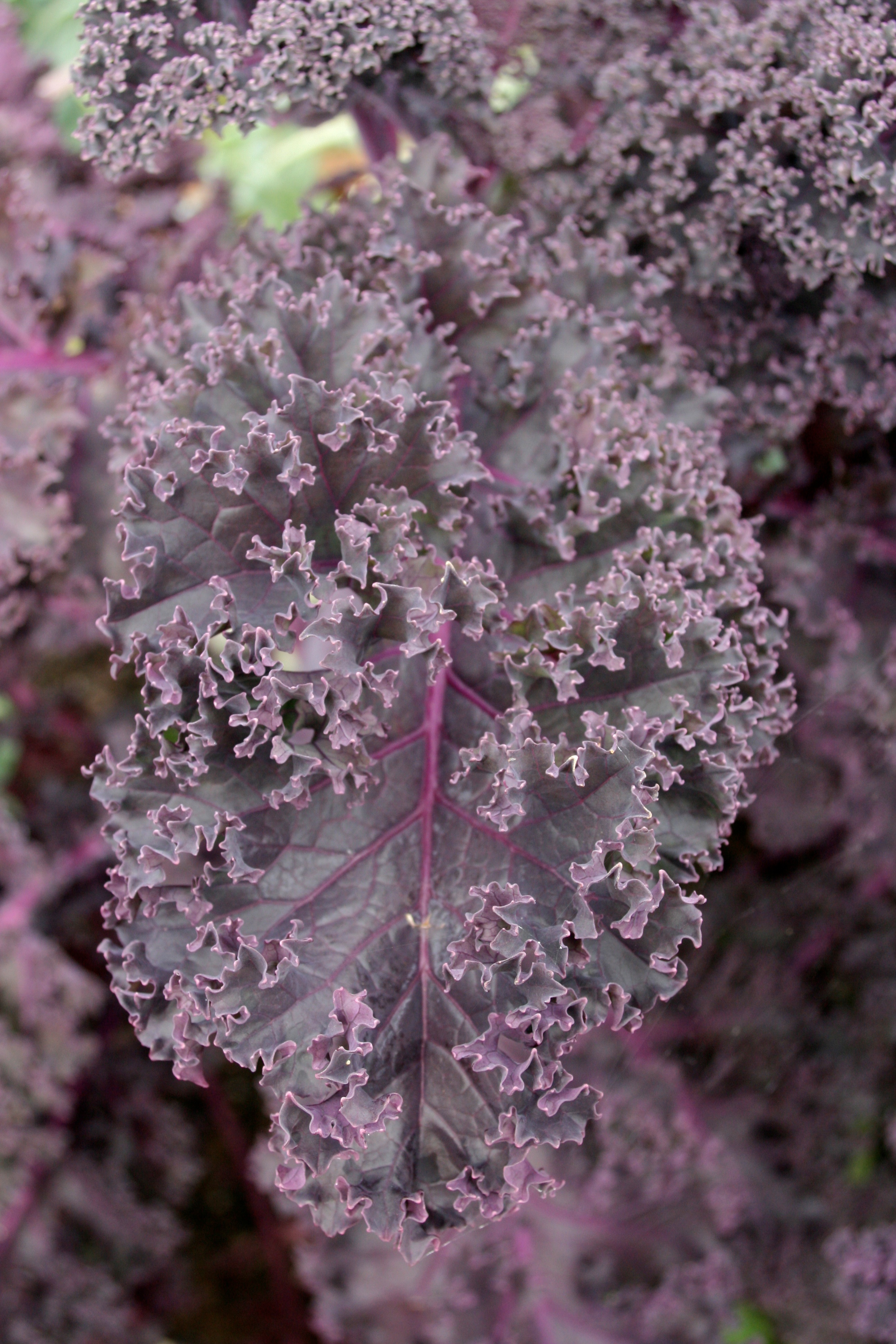 Kale flower identification view