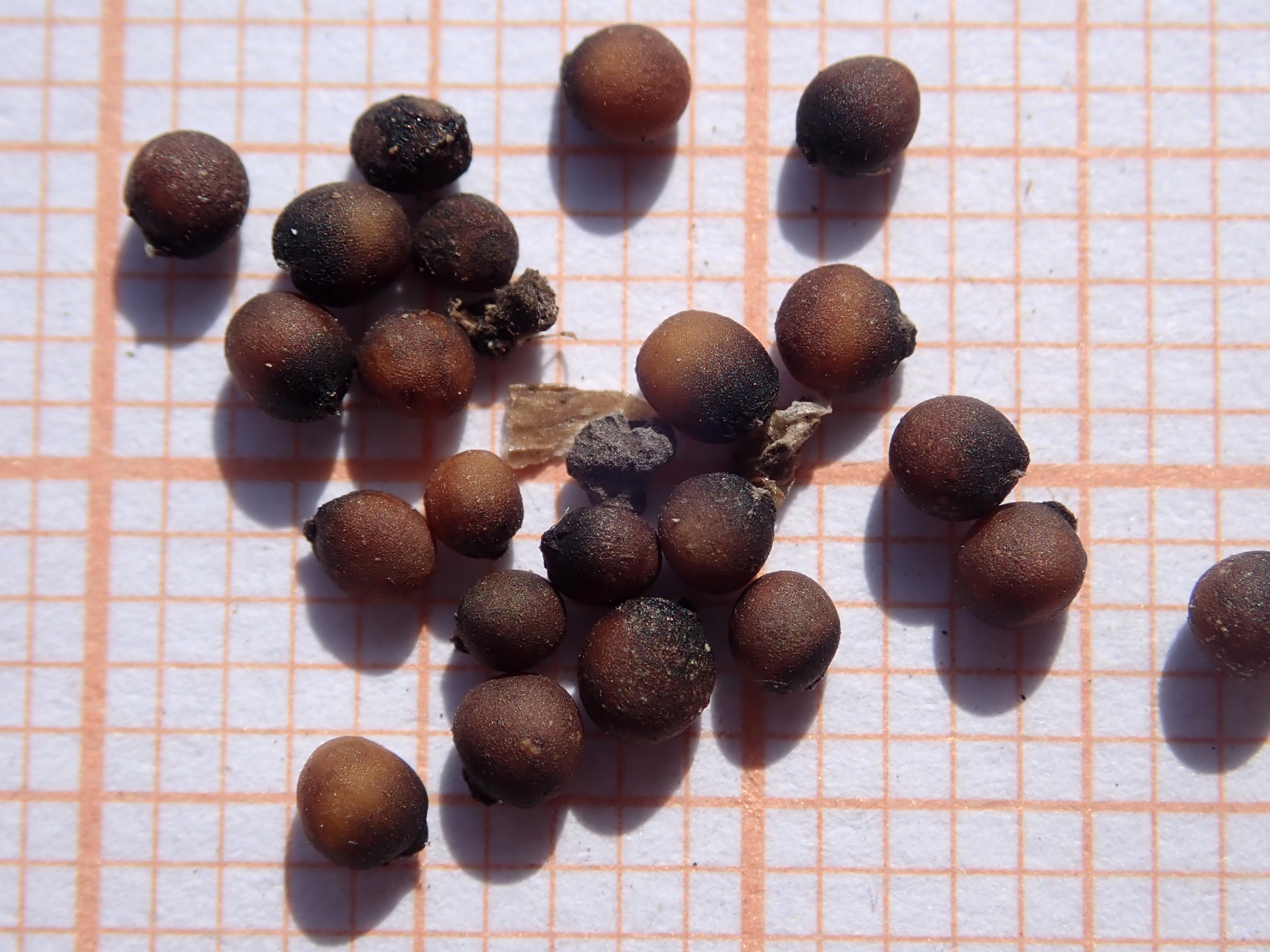 Kale fruit identification view