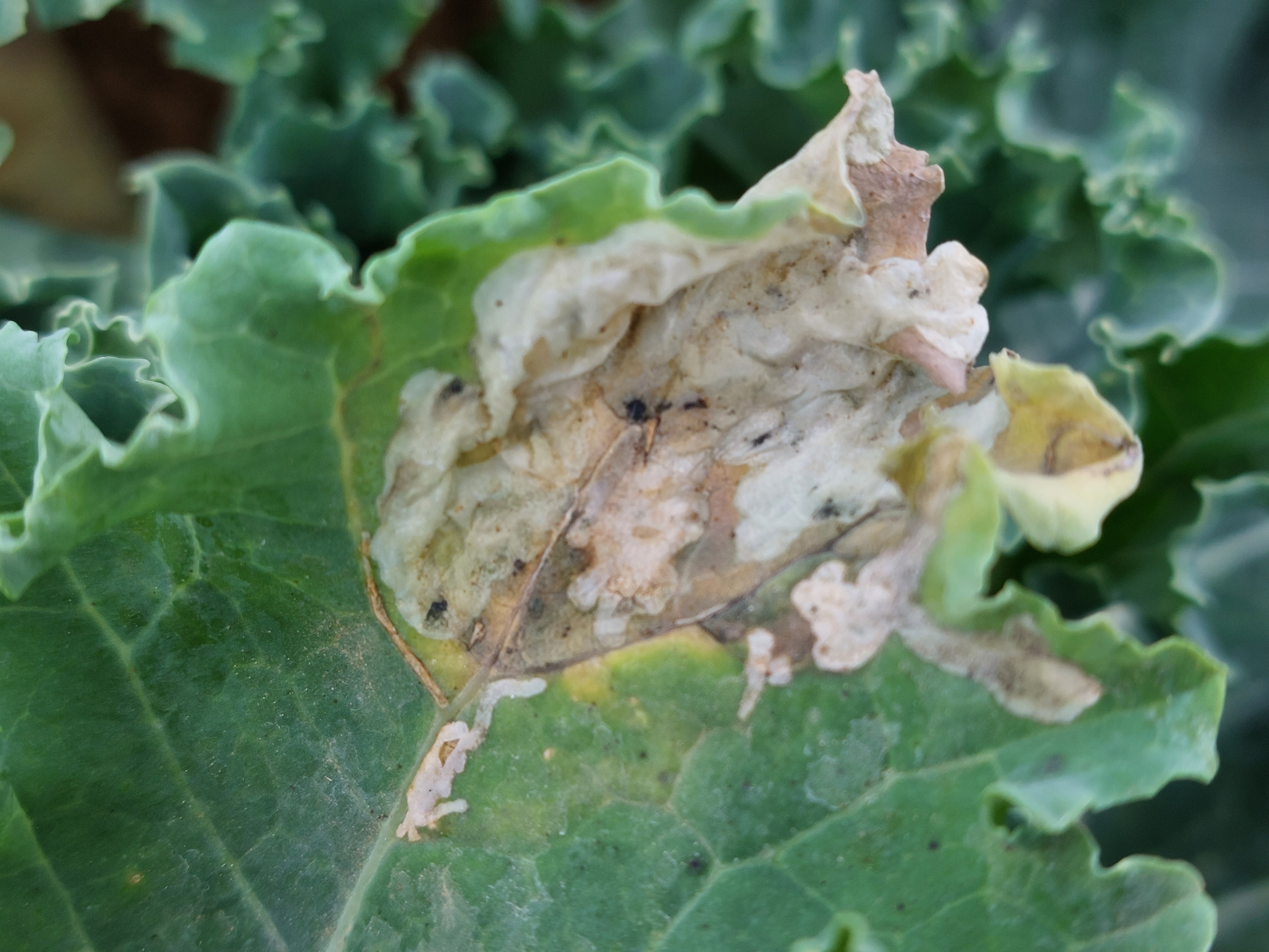 Kale leaf identification view